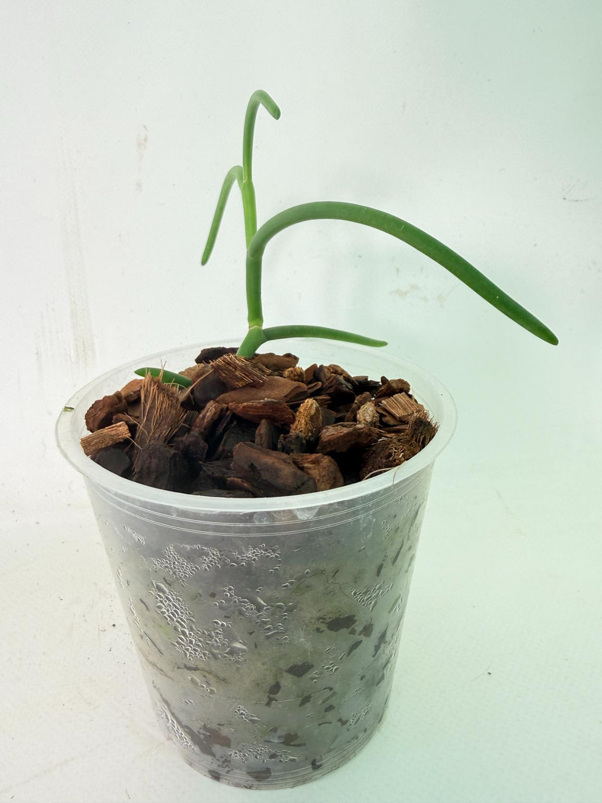 Papilionanthe Teres var. 'Olympic Rings' 04