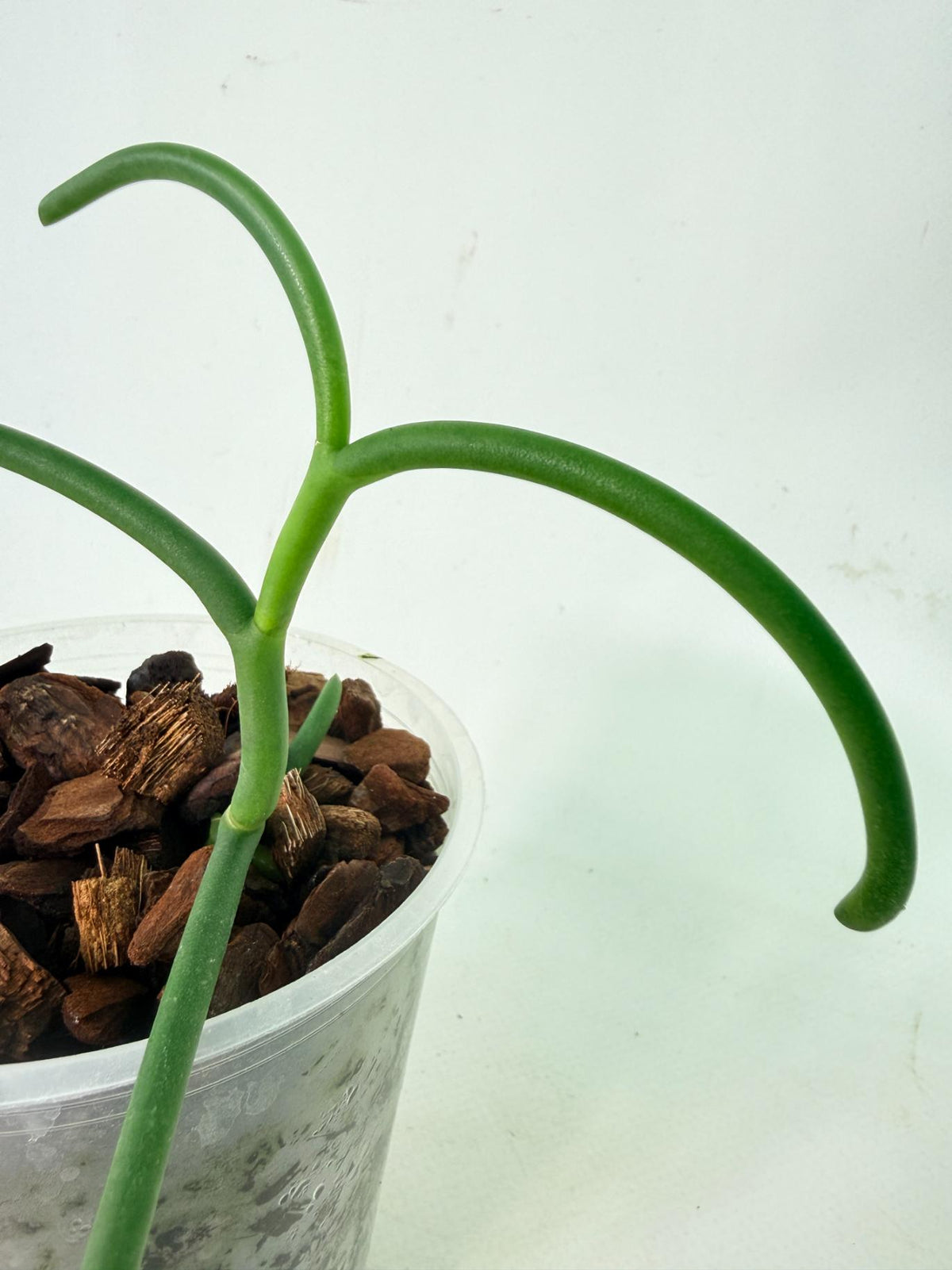 Papilionanthe Teres var. 'Olympic Rings' 07