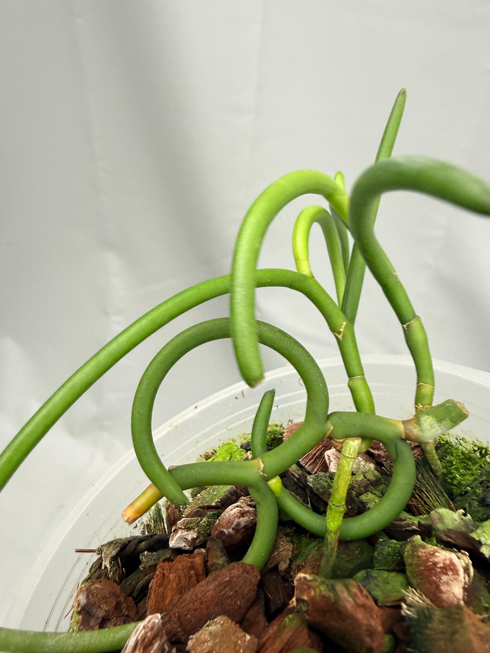 Papilionanthe Teres var. 'Olympic Rings' 08