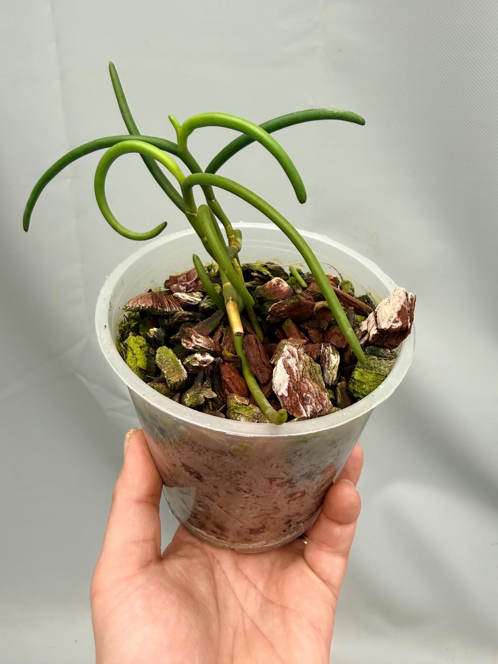 Papilionanthe Teres var. 'Olympic Rings' 01