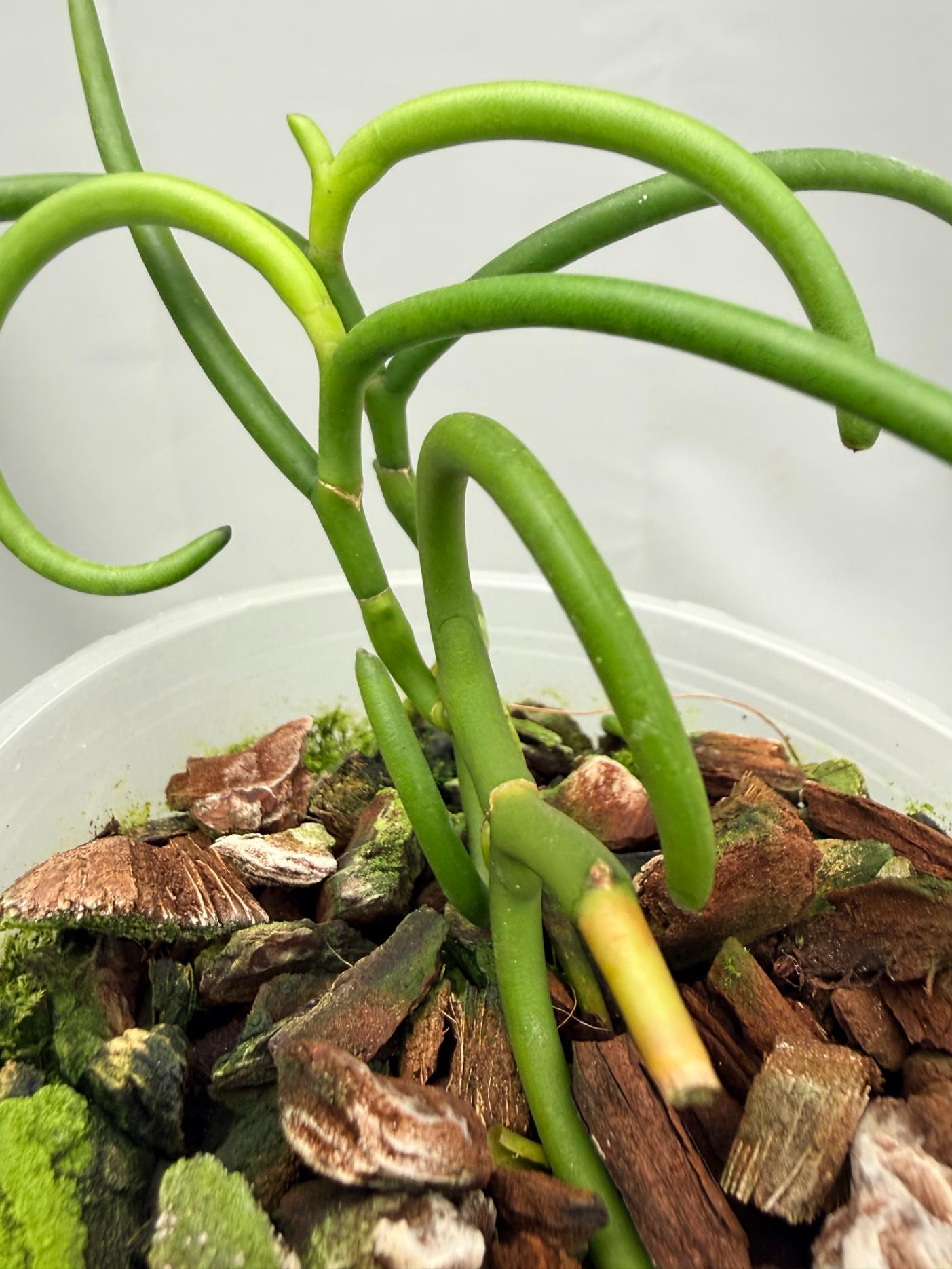 Papilionanthe Teres var. 'Olympic Rings' 02