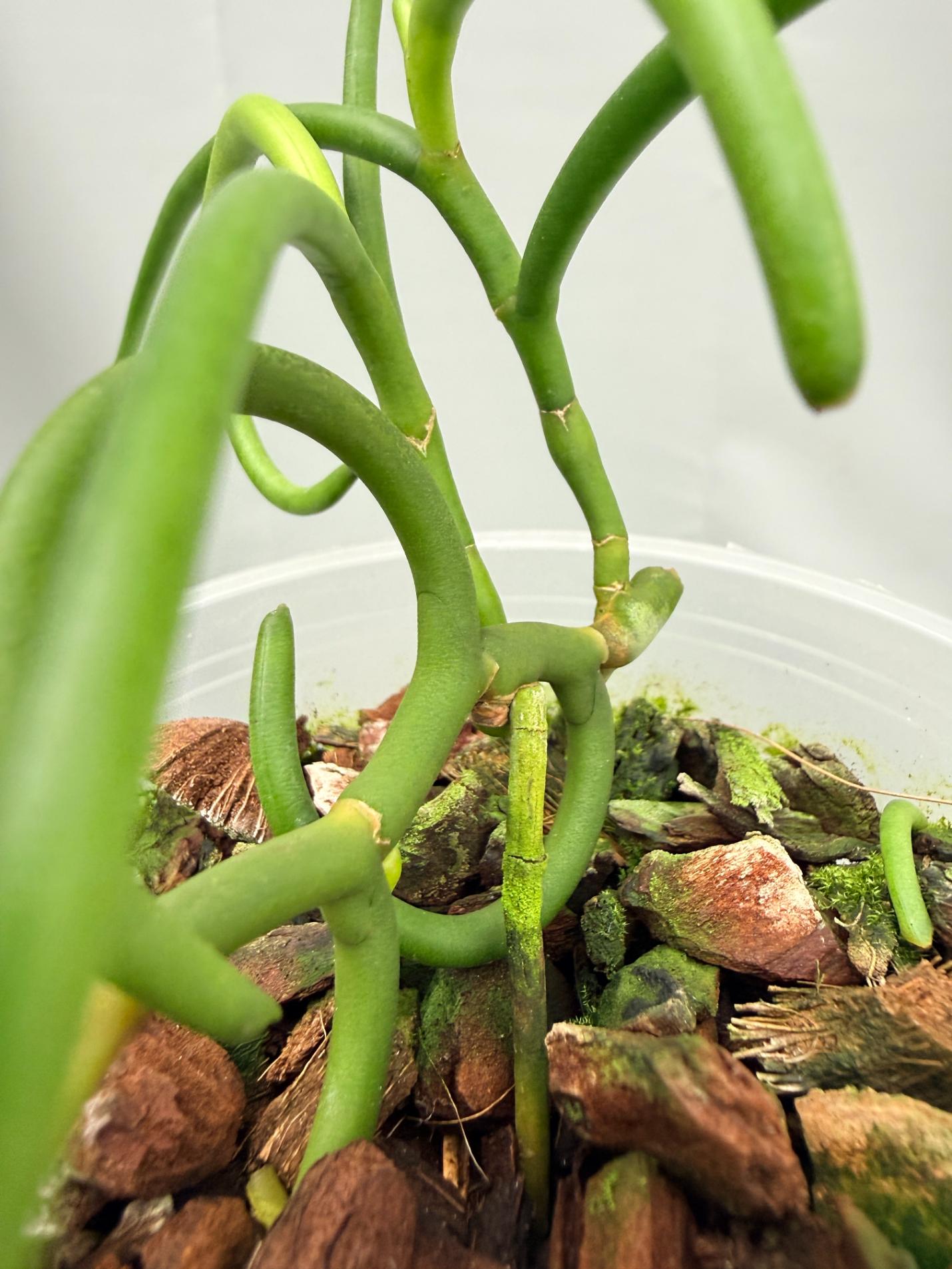 Papilionanthe Teres var. 'Olympic Rings' 03