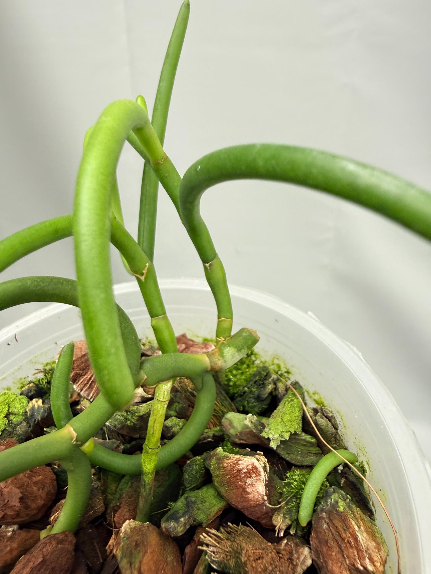 Papilionanthe Teres var. 'Olympic Rings' 04