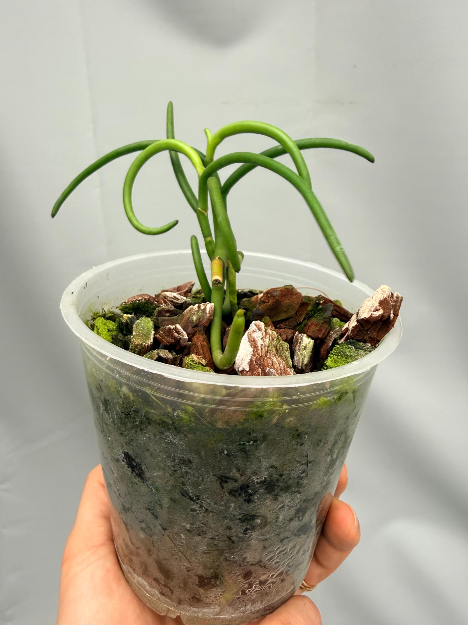 Papilionanthe Teres var. 'Olympic Rings' 05