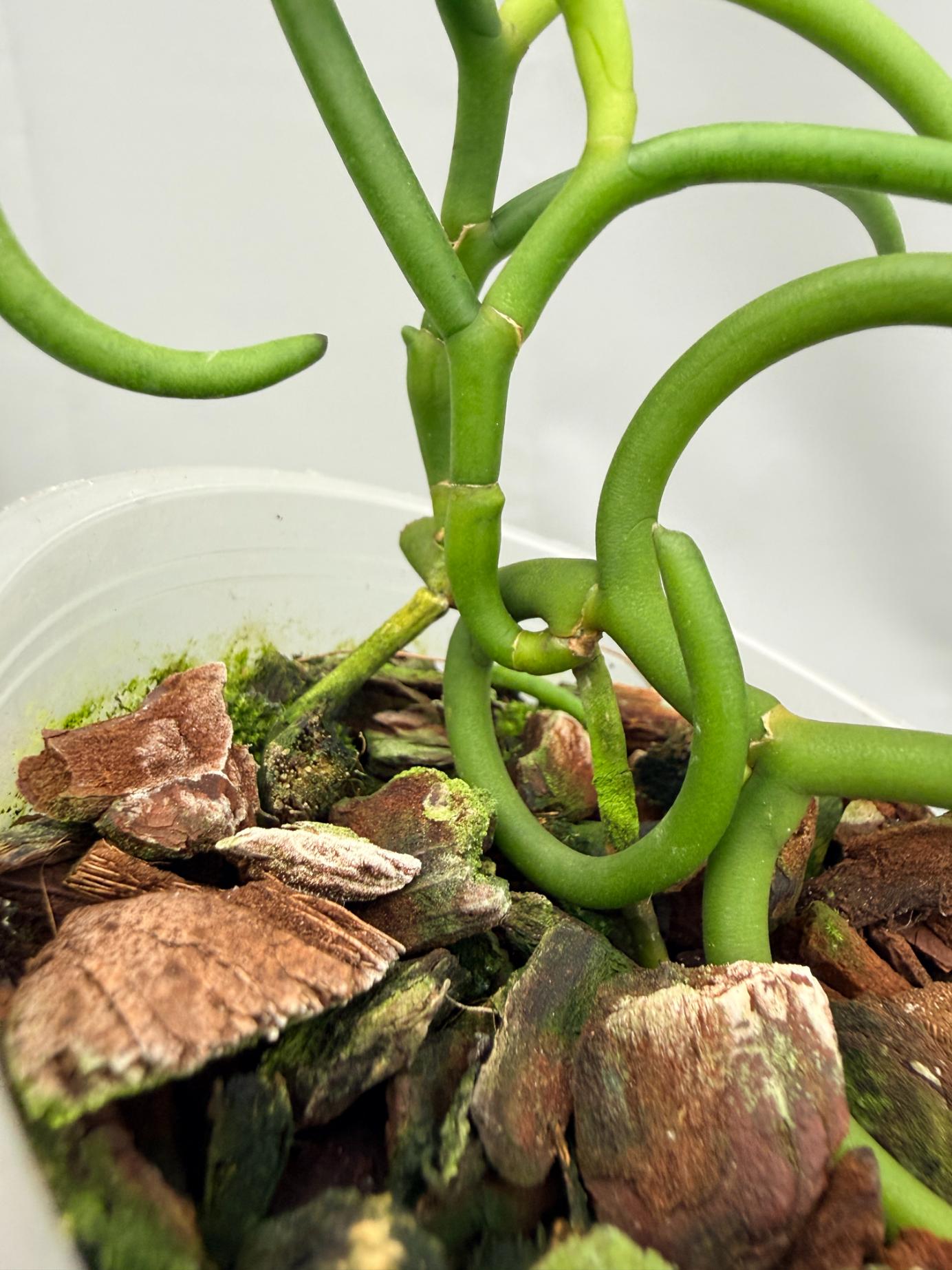 Papilionanthe Teres var. 'Olympic Rings' 06