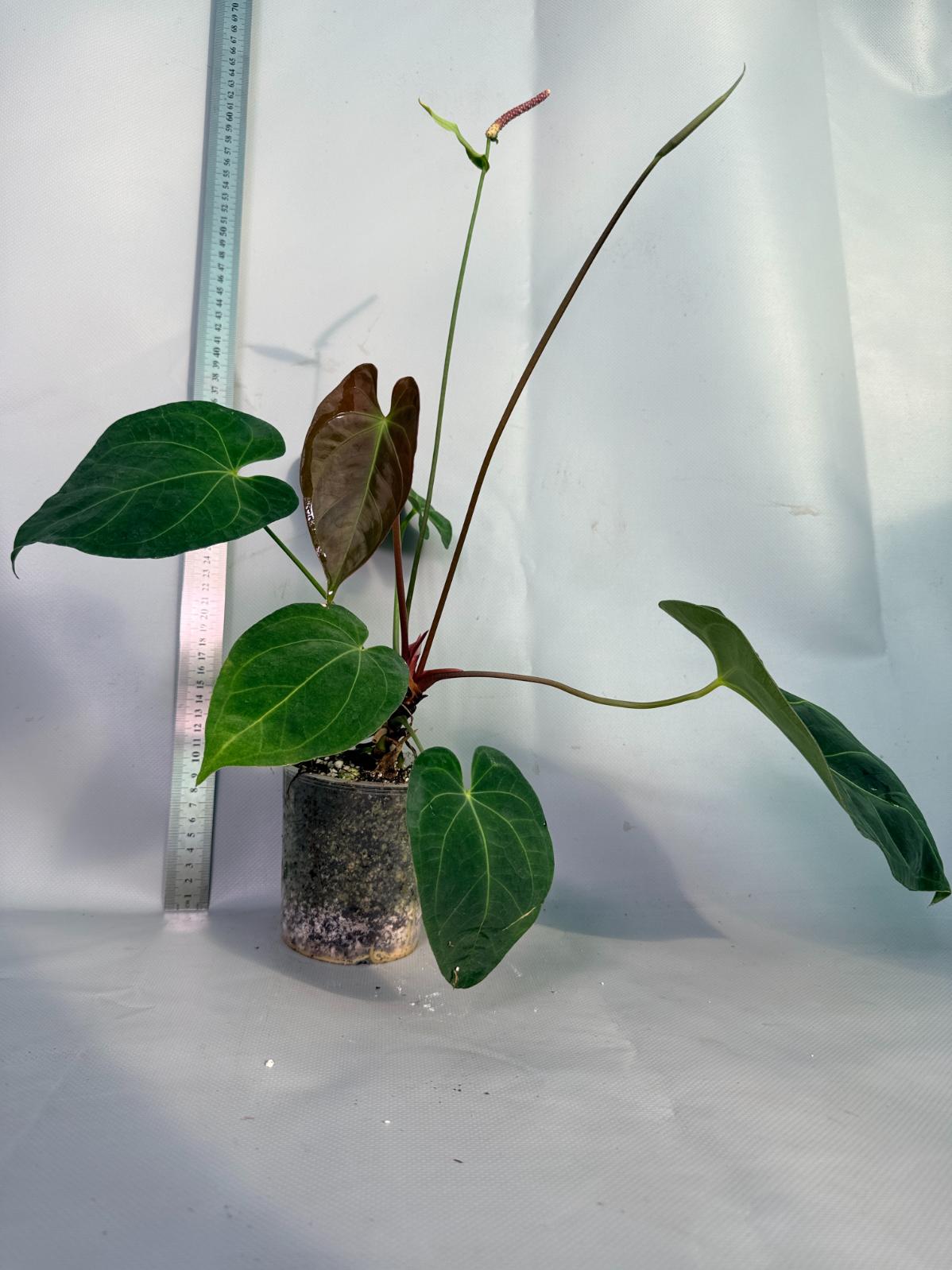 papillilaminum Magnificum 1