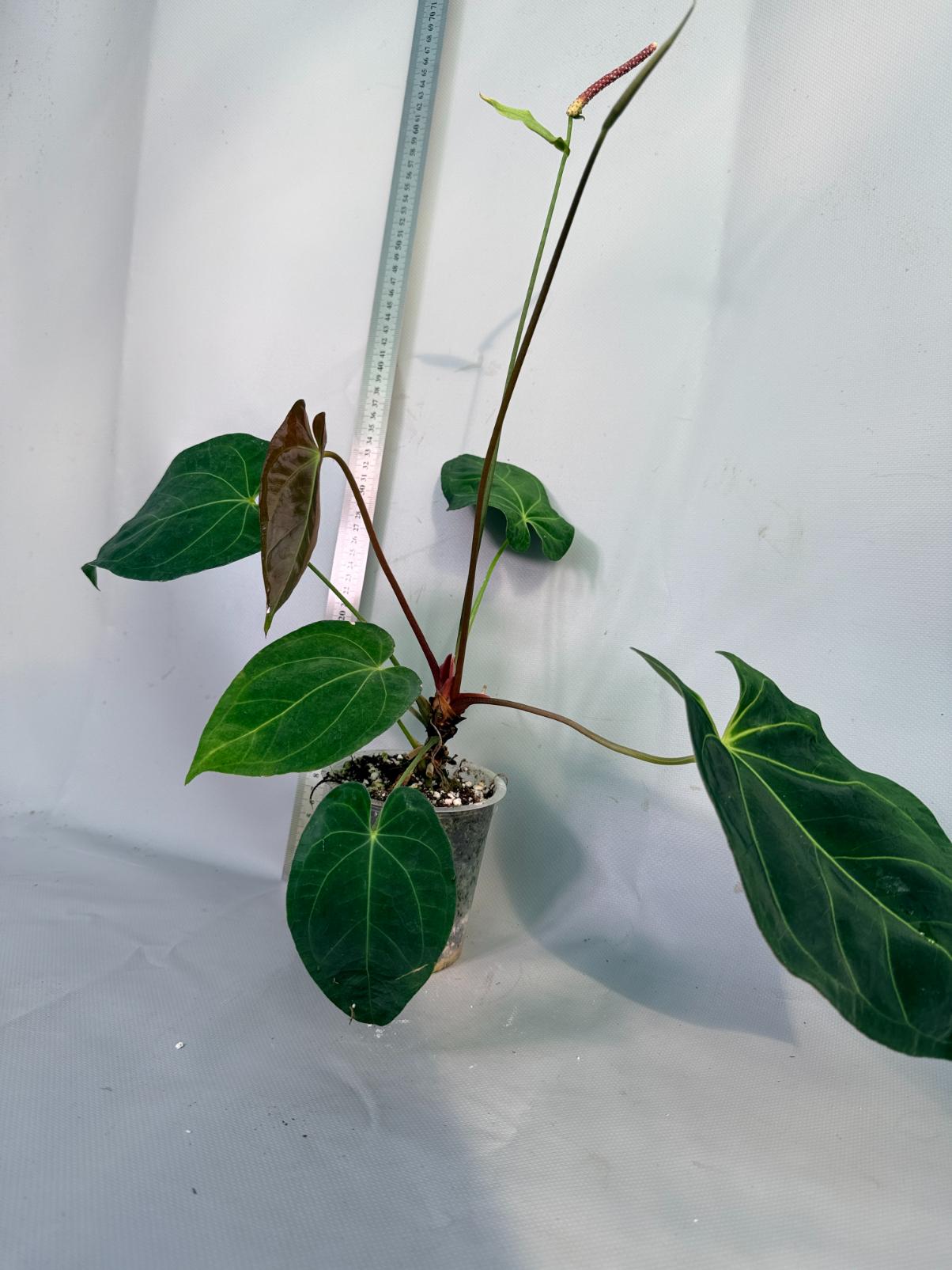 papillilaminum Magnificum 3