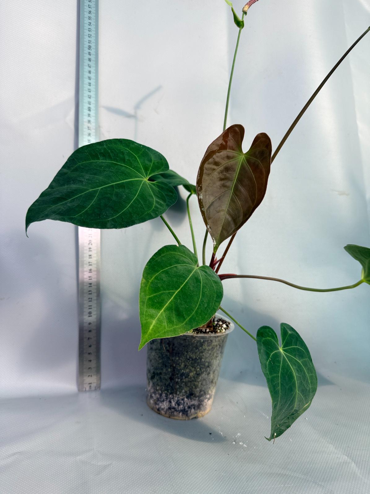 papillilaminum Magnificum 5