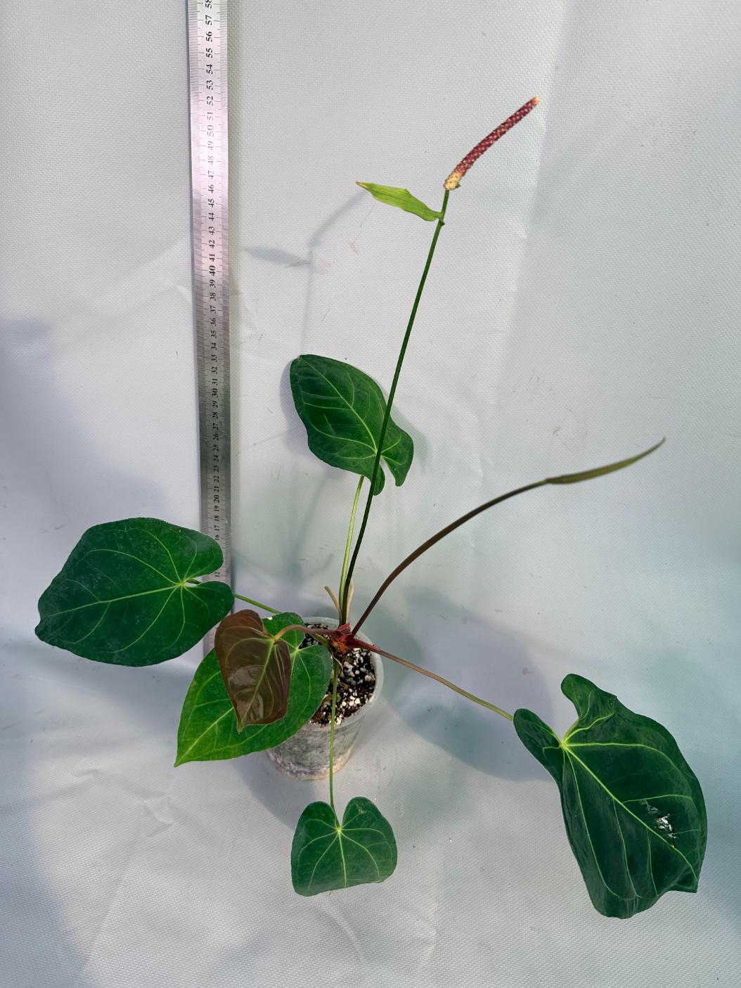 papillilaminum Magnificum 6