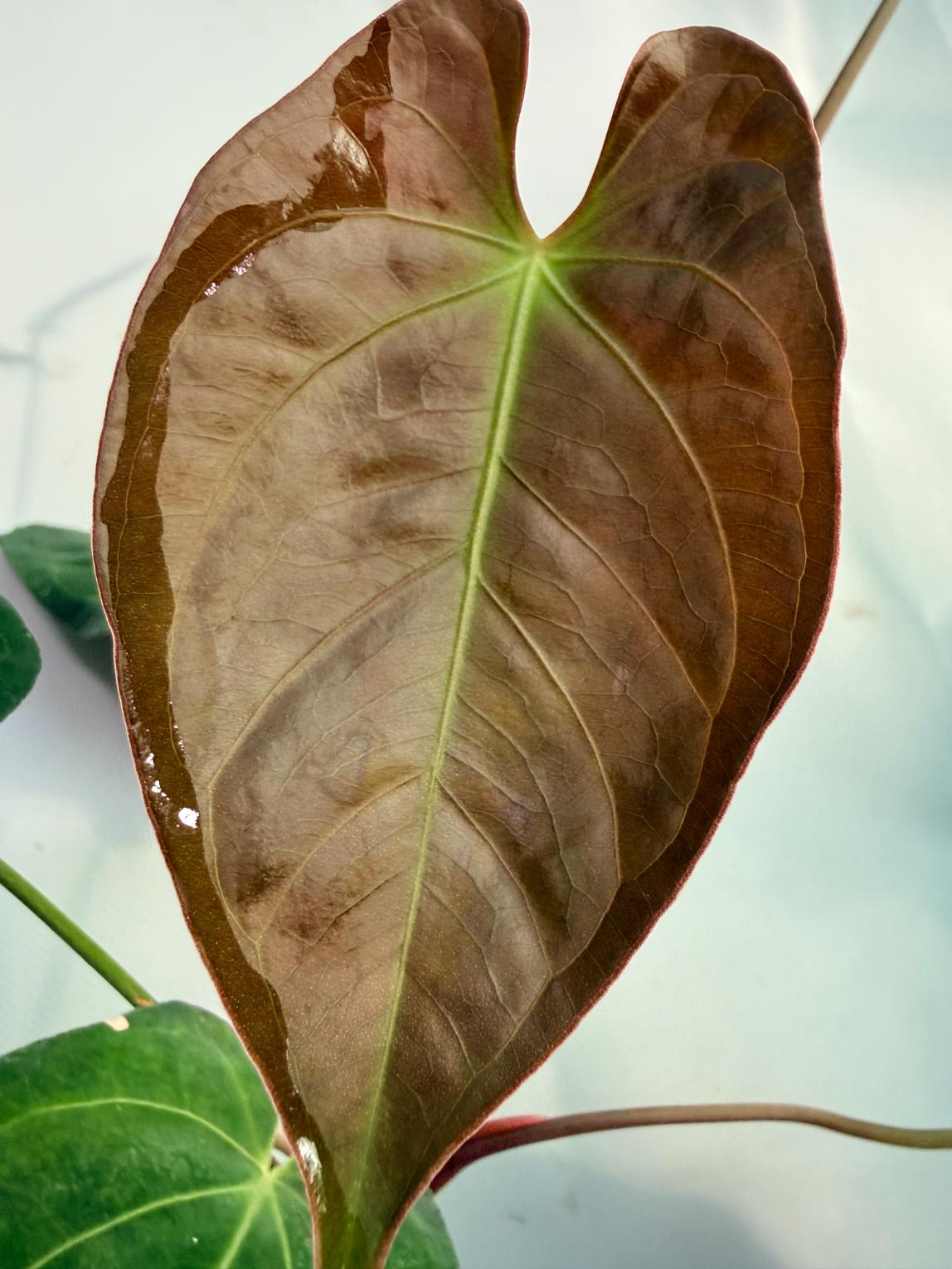 papillilaminum Magnificum 2