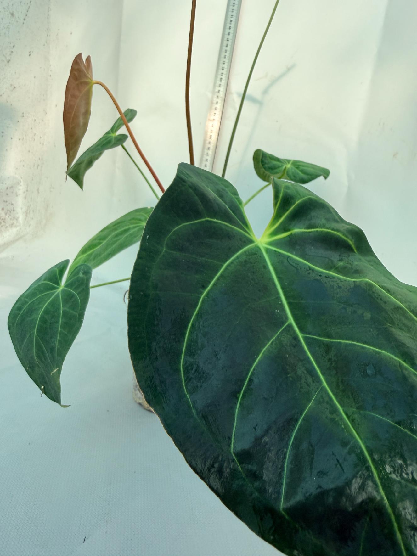 papillilaminum Magnificum 4