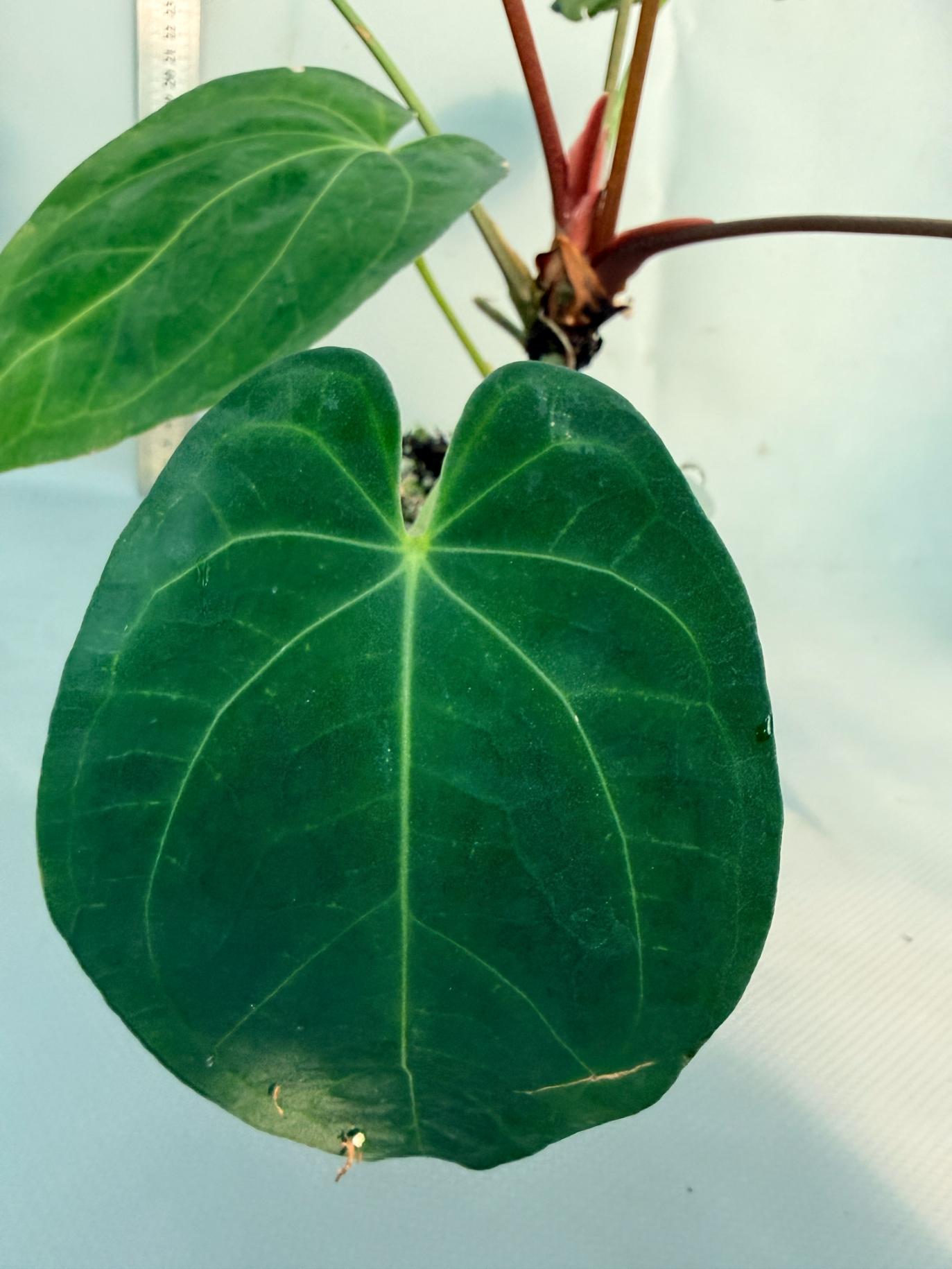 papillilaminum Magnificum 7