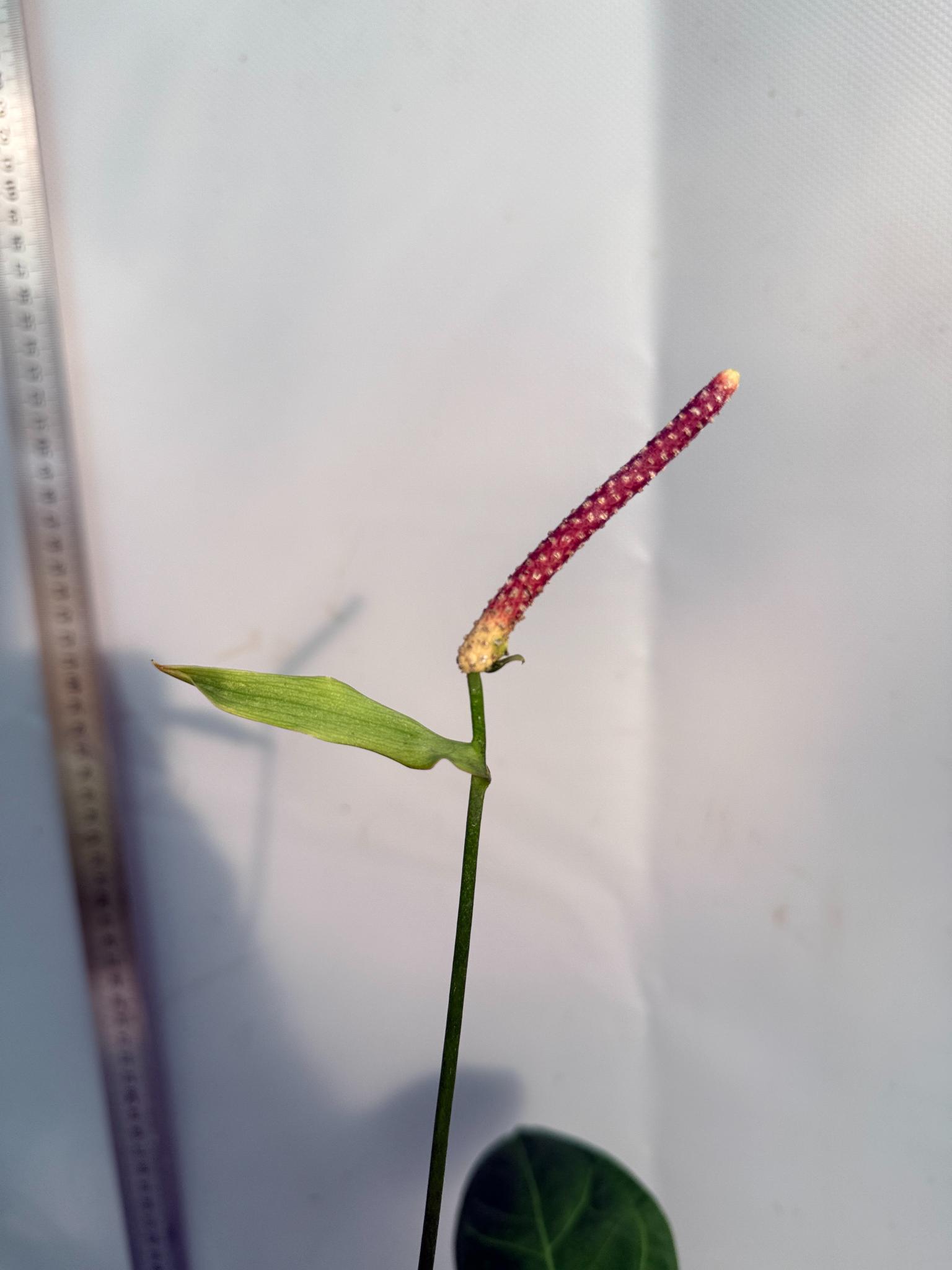 papillilaminum Magnificum 8