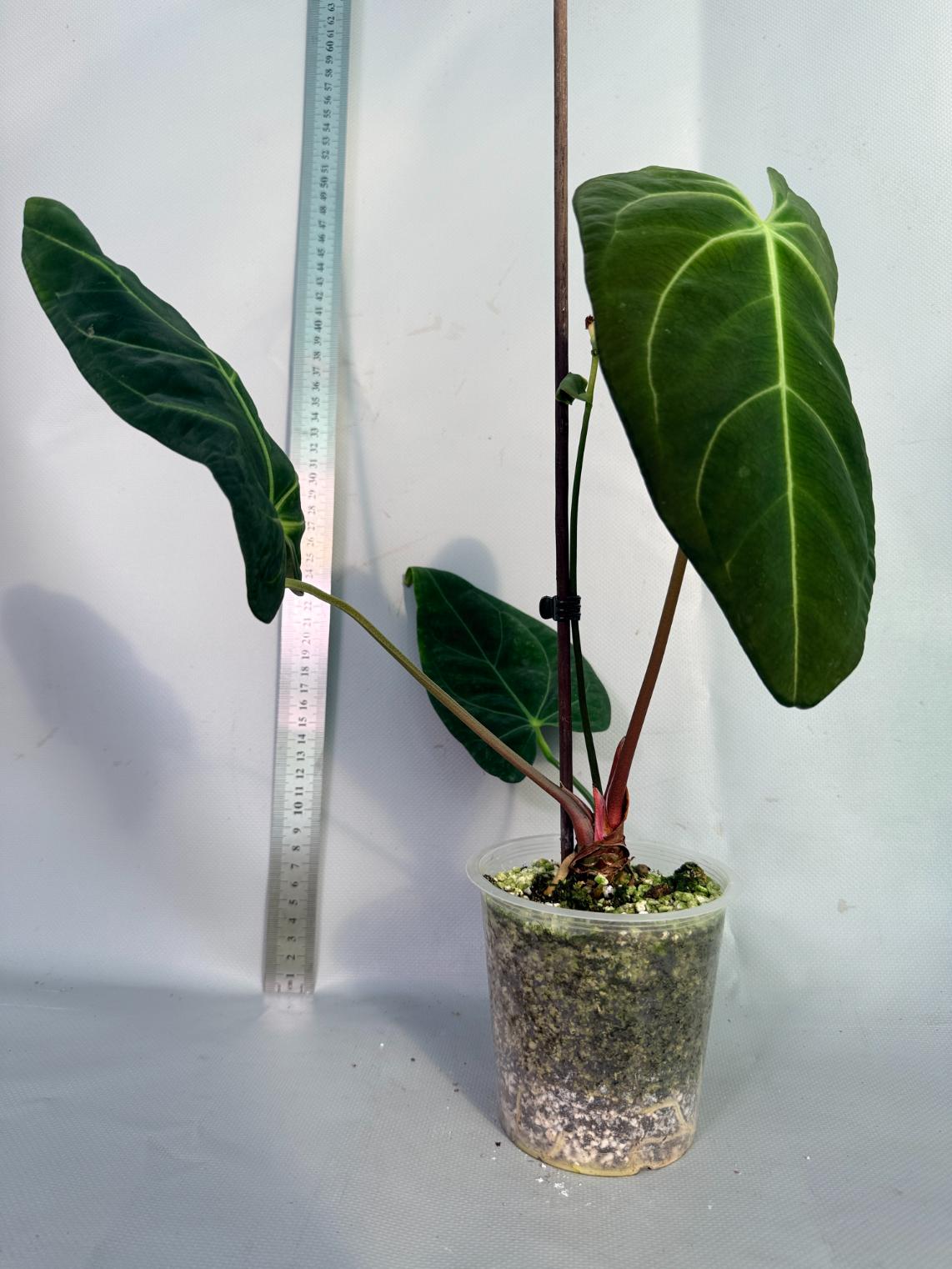 papillilaminum Magnificum 1