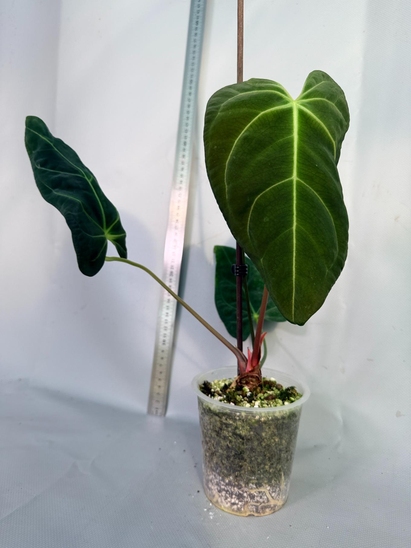 papillilaminum Magnificum 3