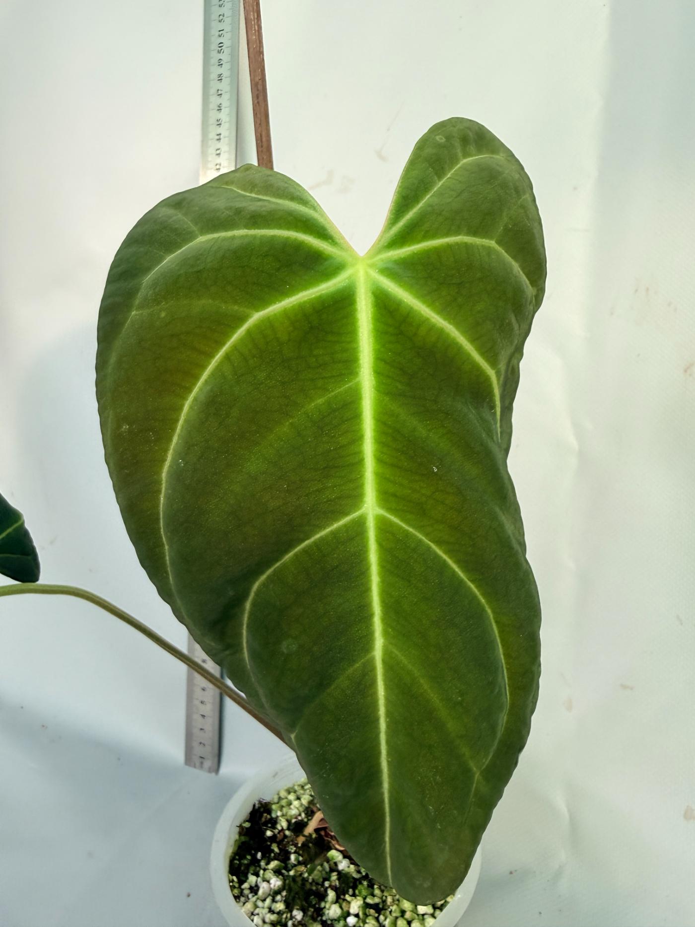 papillilaminum Magnificum 4