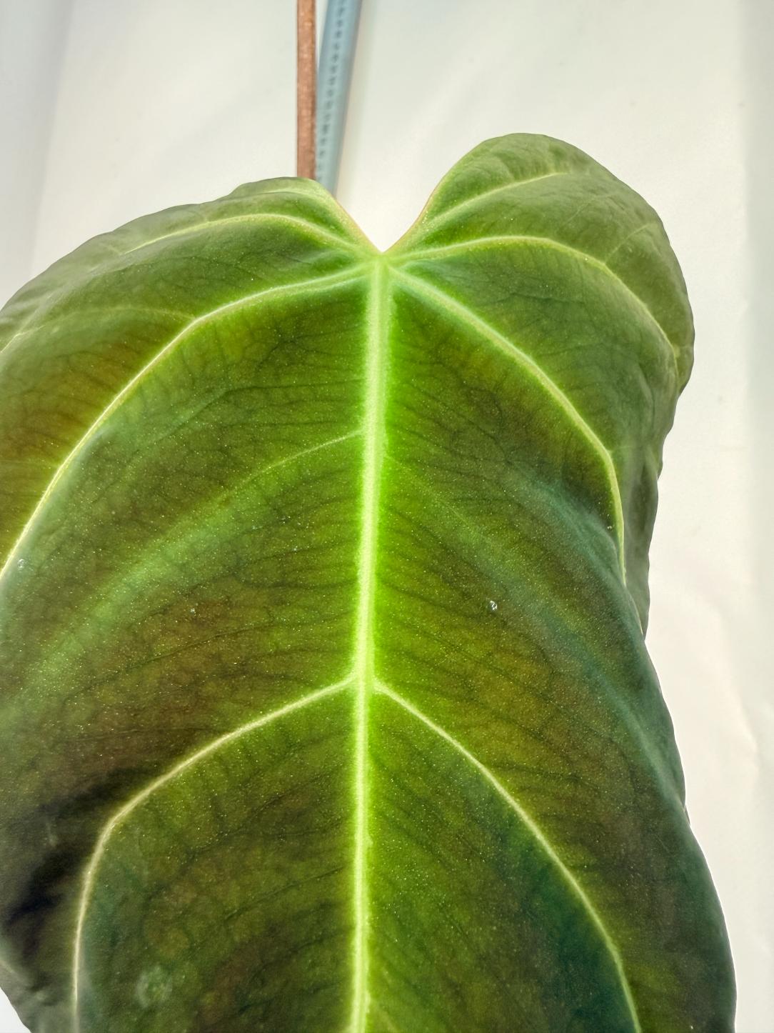 papillilaminum Magnificum 2