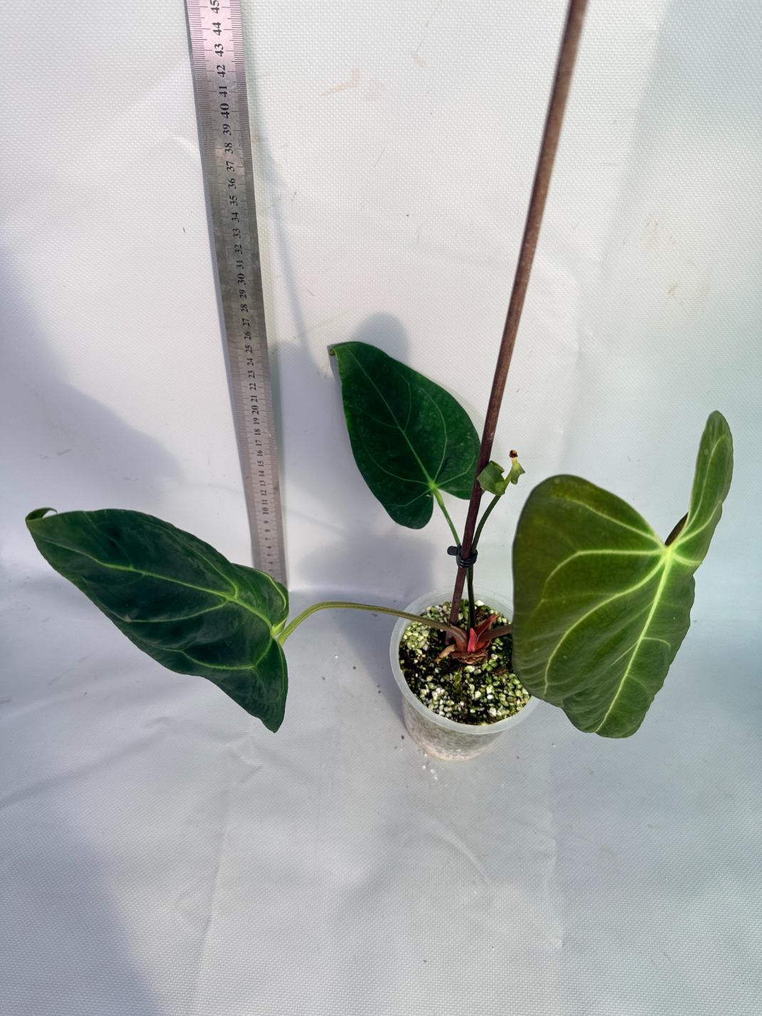 papillilaminum Magnificum 5