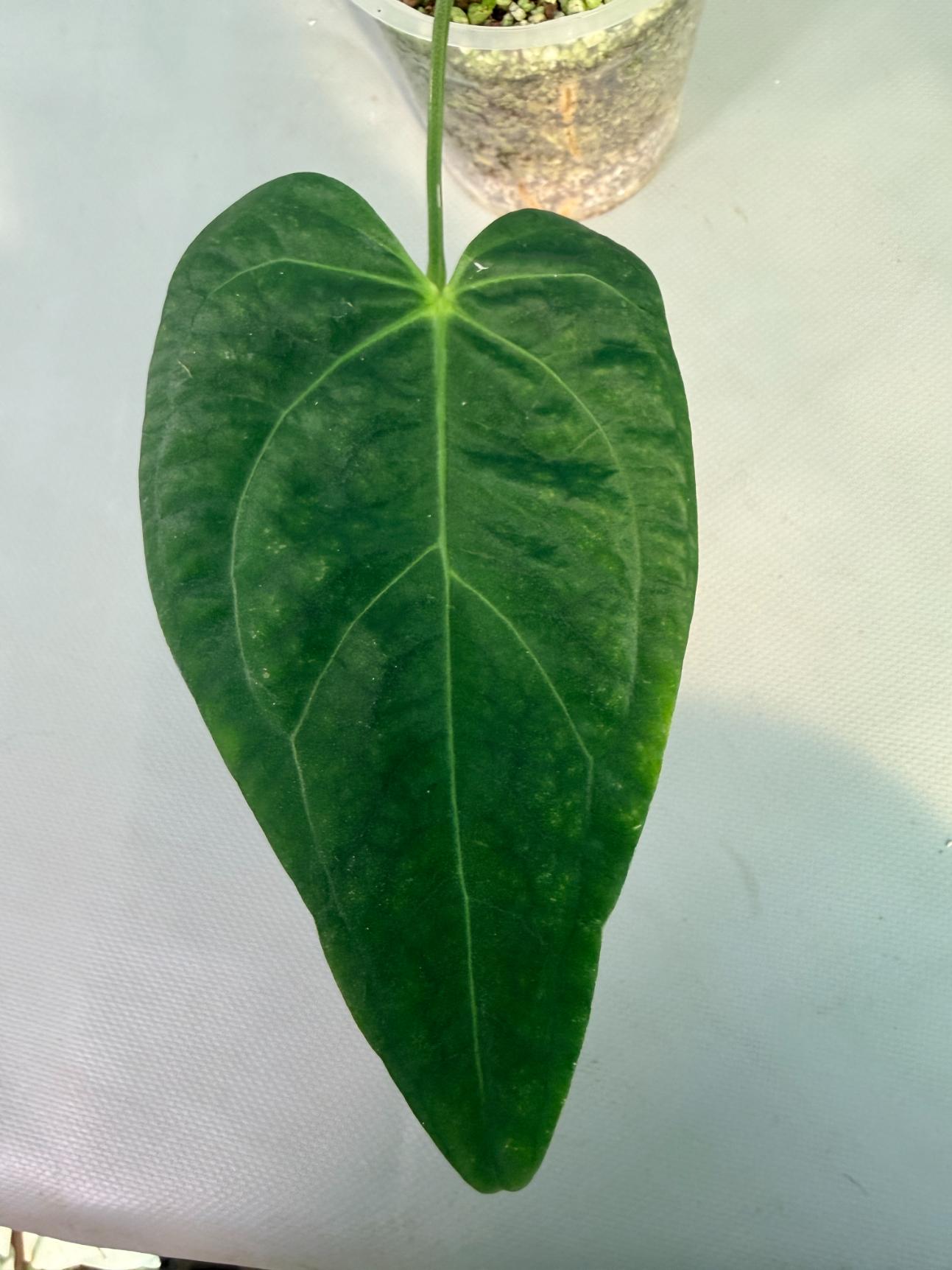  papillilaminum Magnificum 6