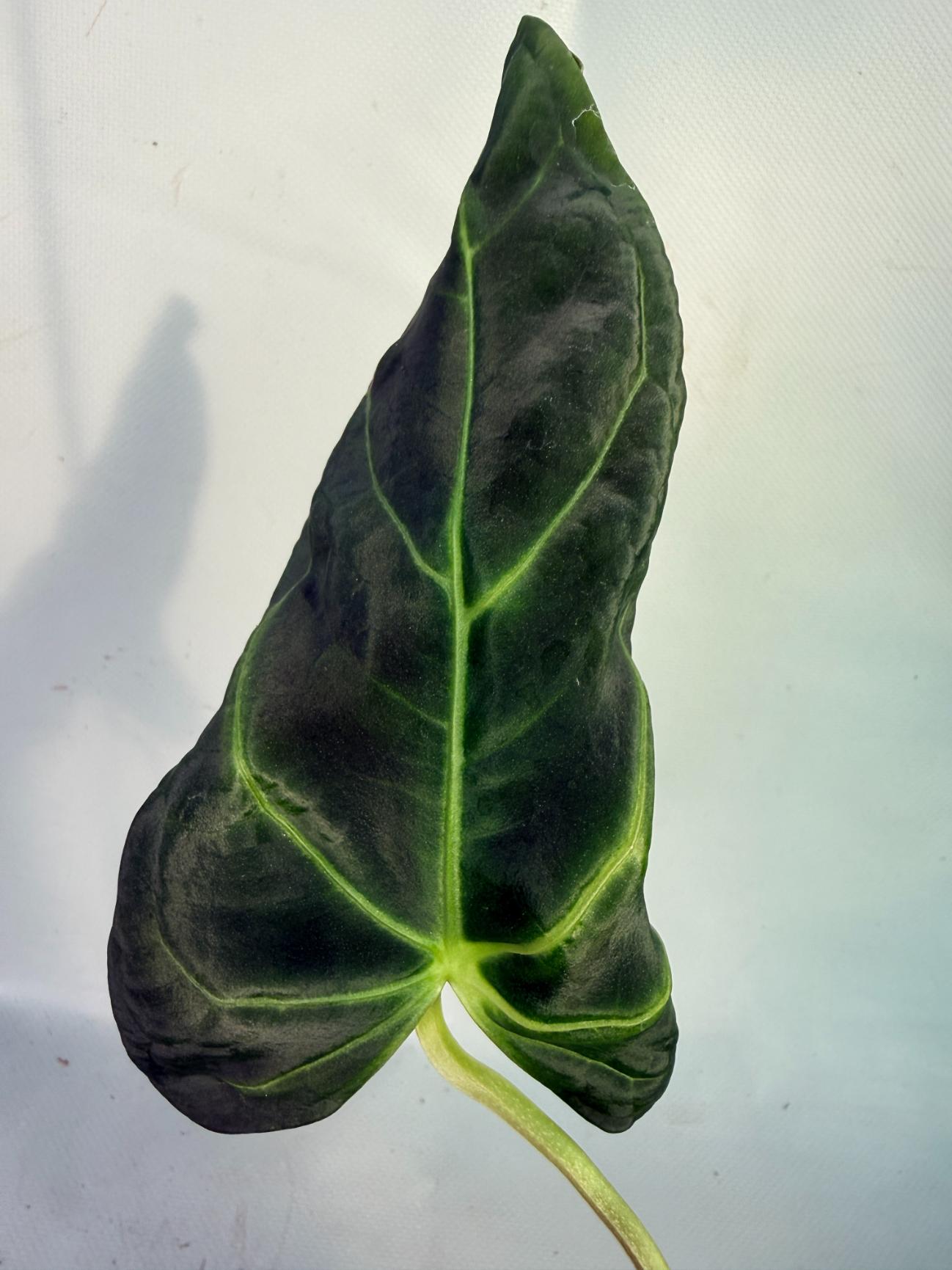 papillilaminum Magnificum 7