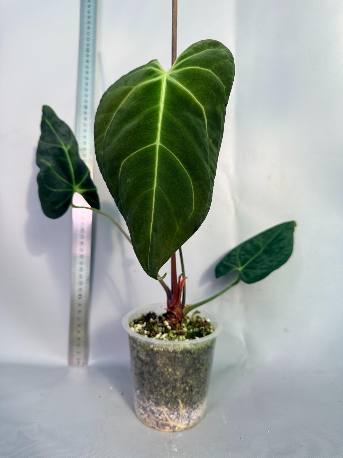 papillilaminum Magnificum 8
