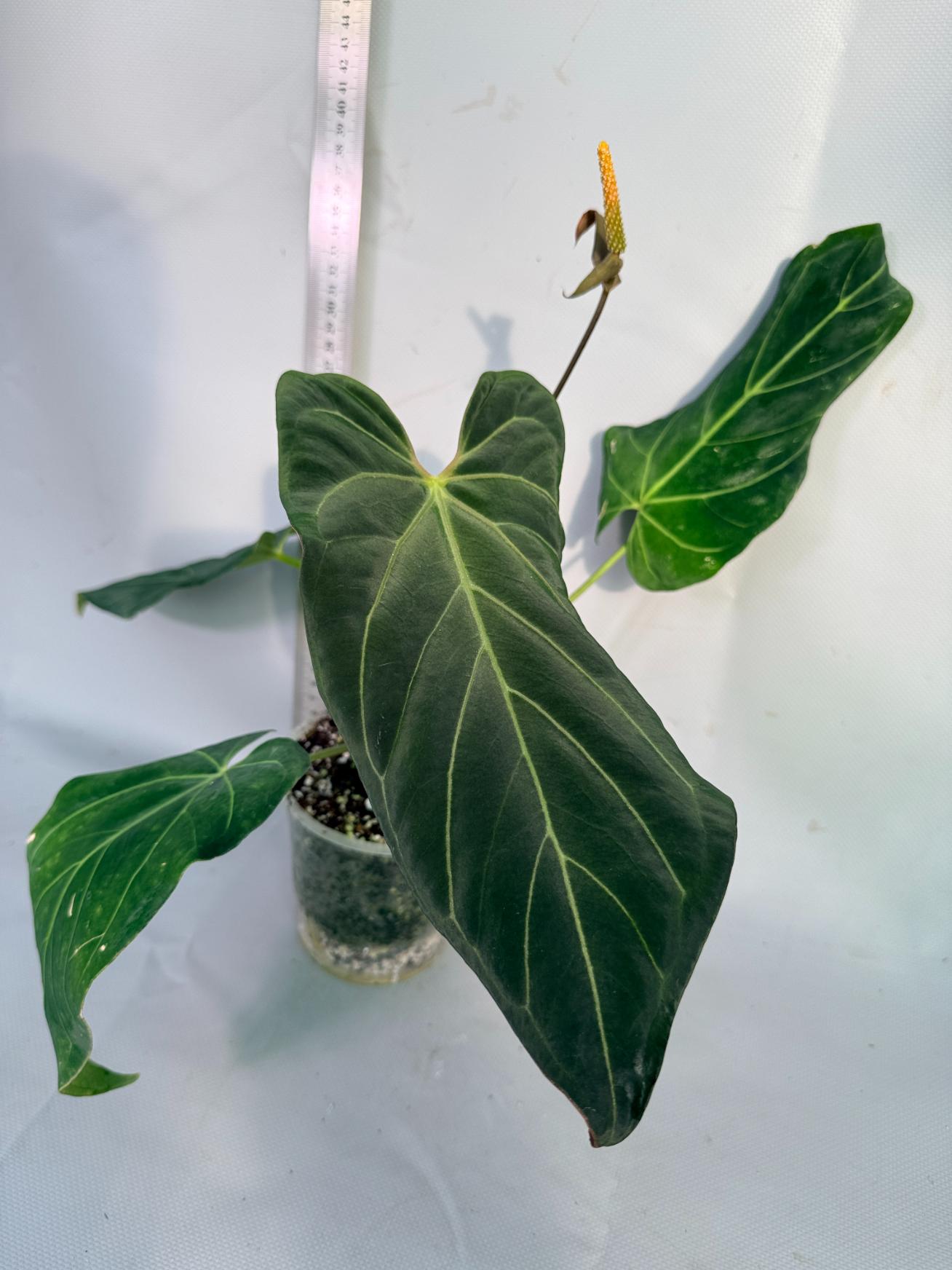 papillilaminum Magnificum 1