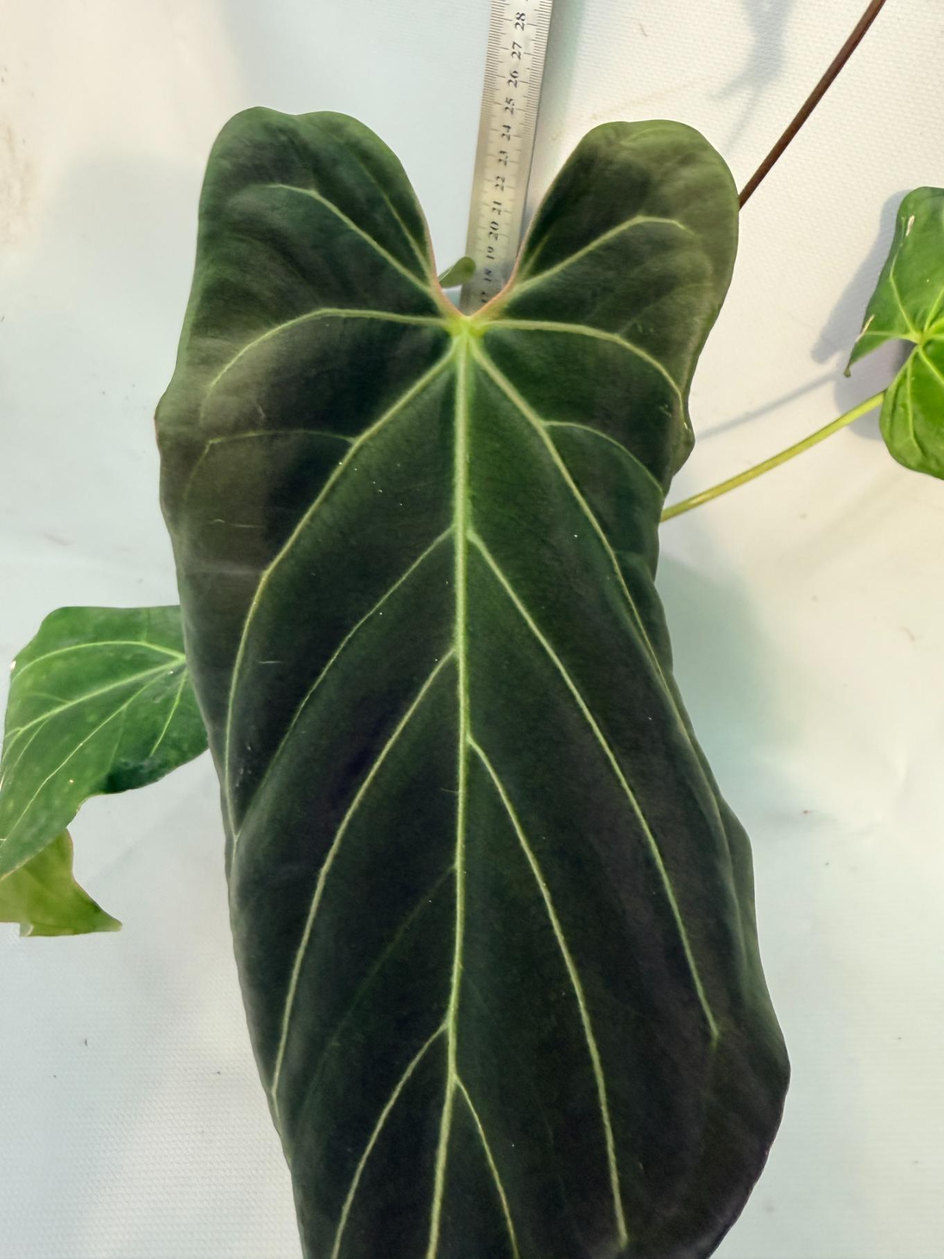 papillilaminum Magnificum 3