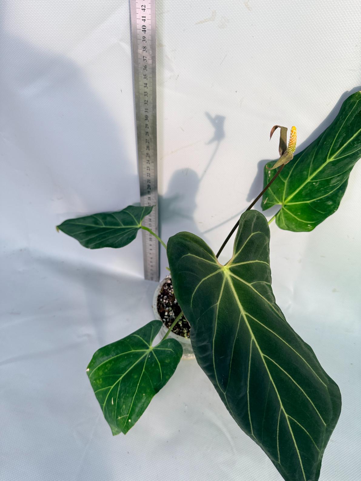 papillilaminum Magnificum 6