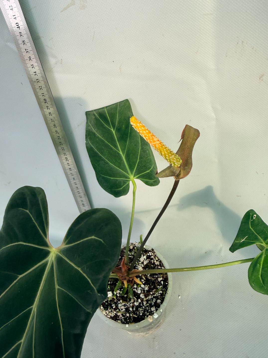papillilaminum Magnificum 7