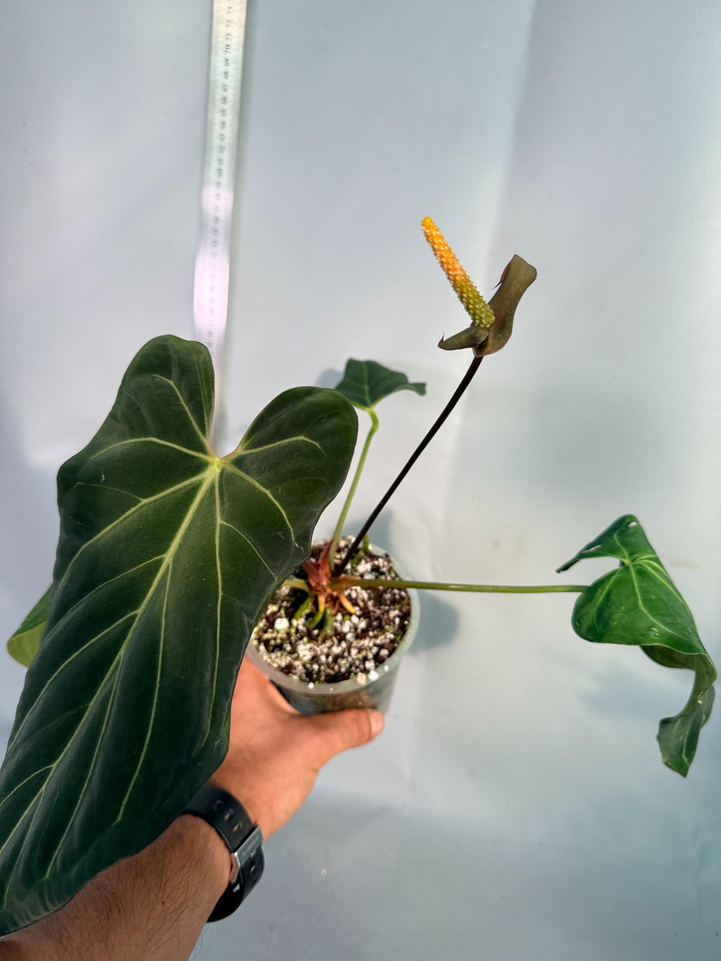 papillilaminum Magnificum 4