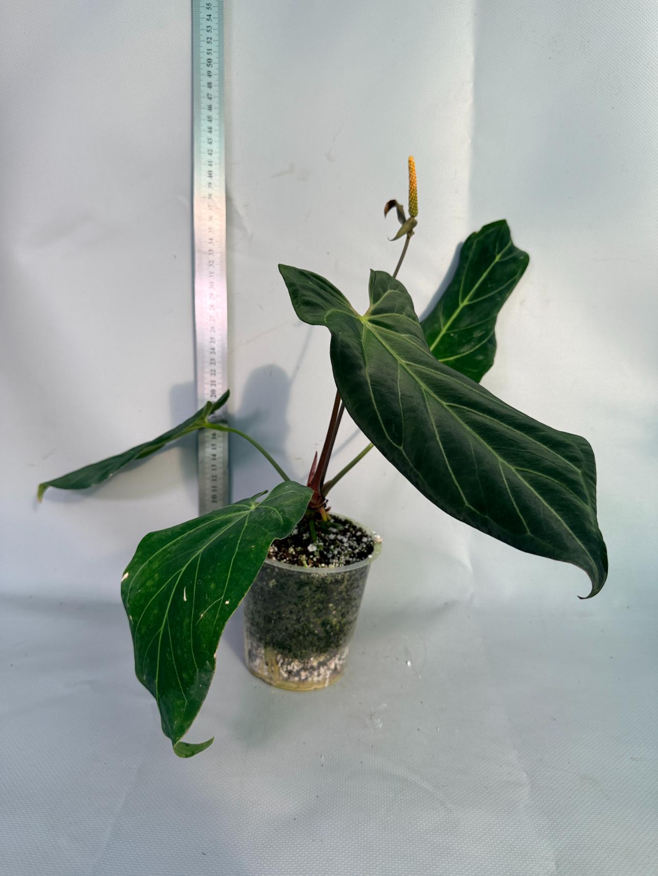 papillilaminum Magnificum 8