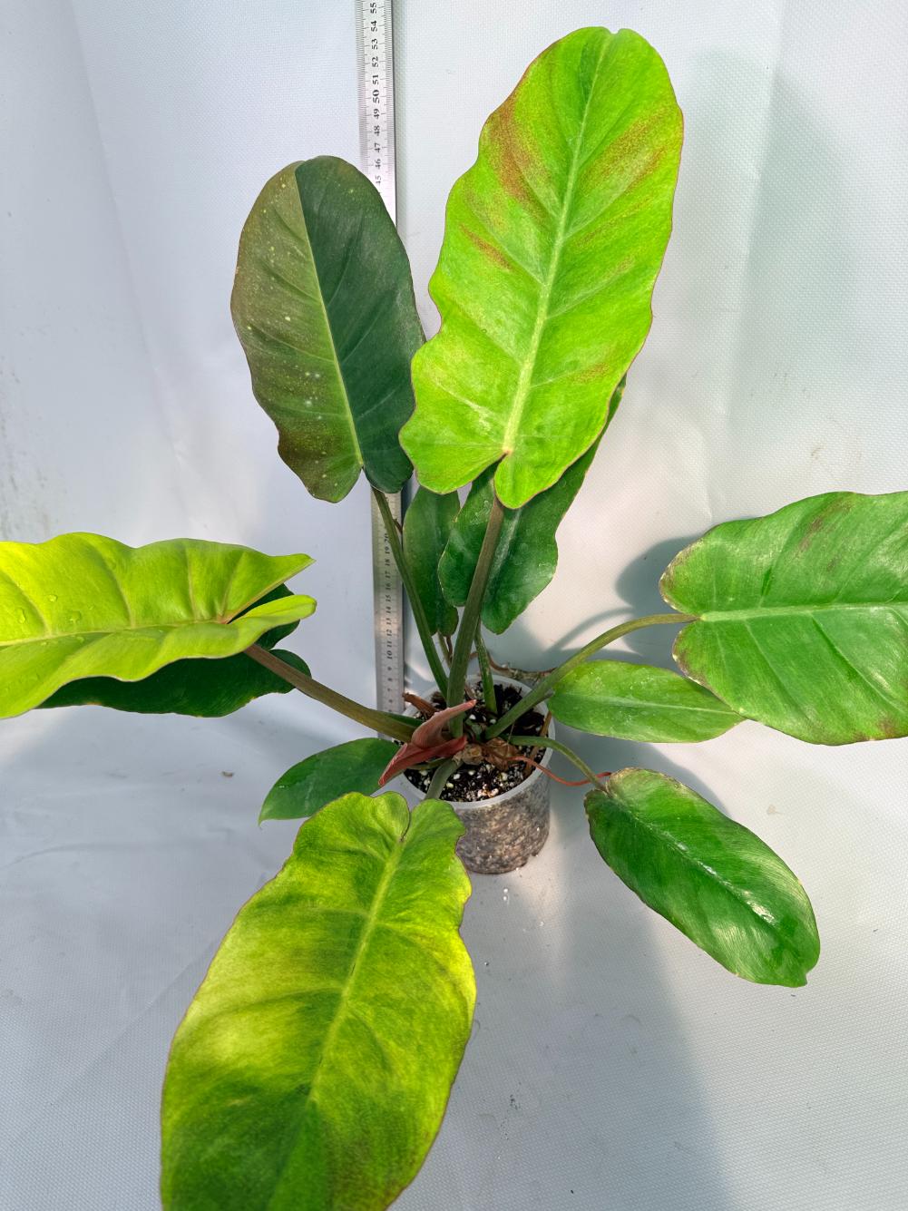 Philodendron Jungle Fever Variegata  5