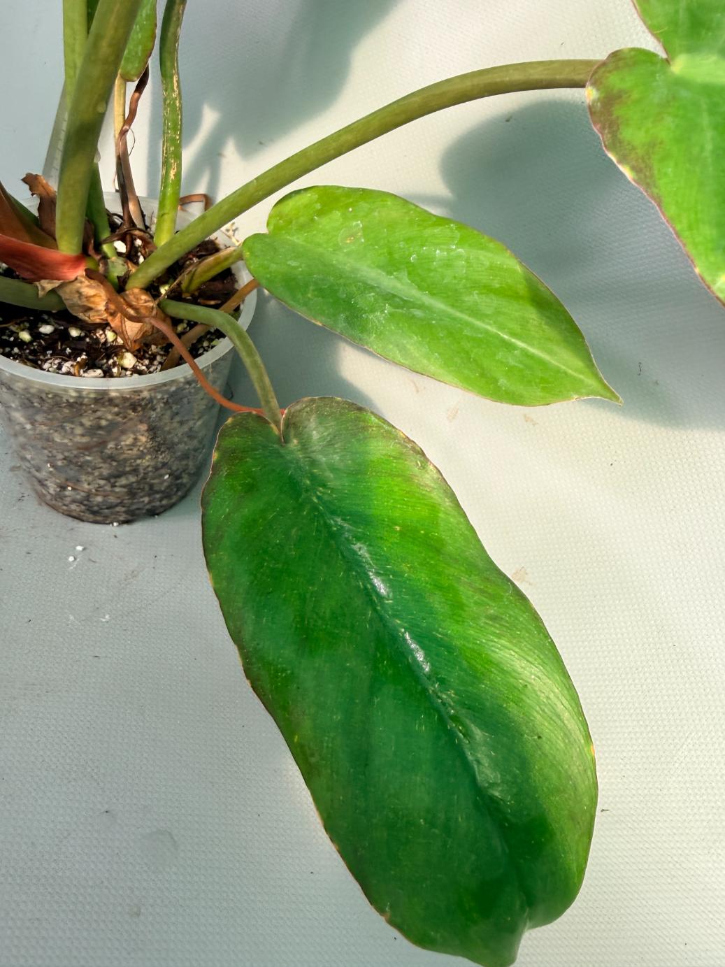 Philodendron Jungle Fever Variegata  7