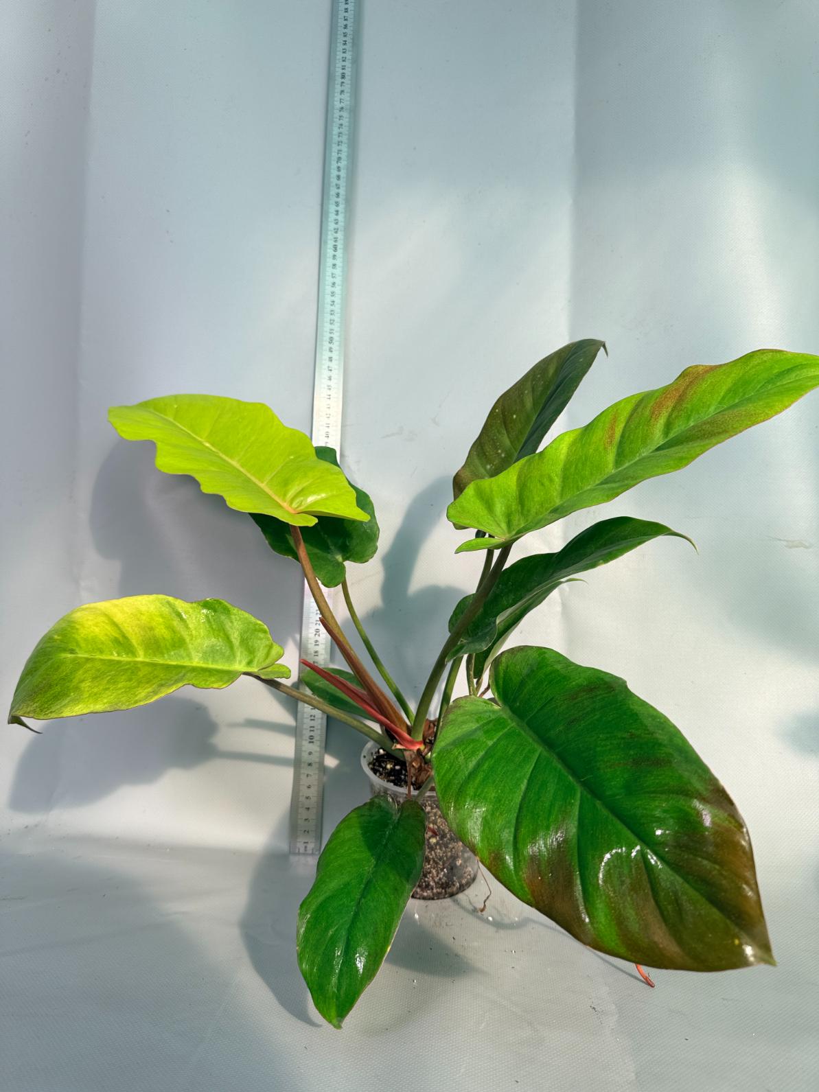 Philodendron Jungle Fever Variegata  1