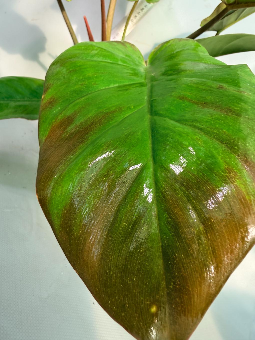 Philodendron Jungle Fever Variegata  6