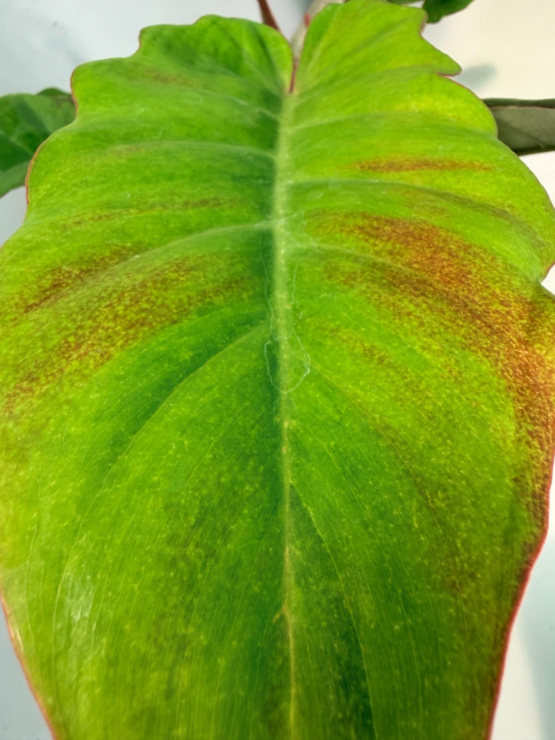 Philodendron Jungle Fever Variegata  4