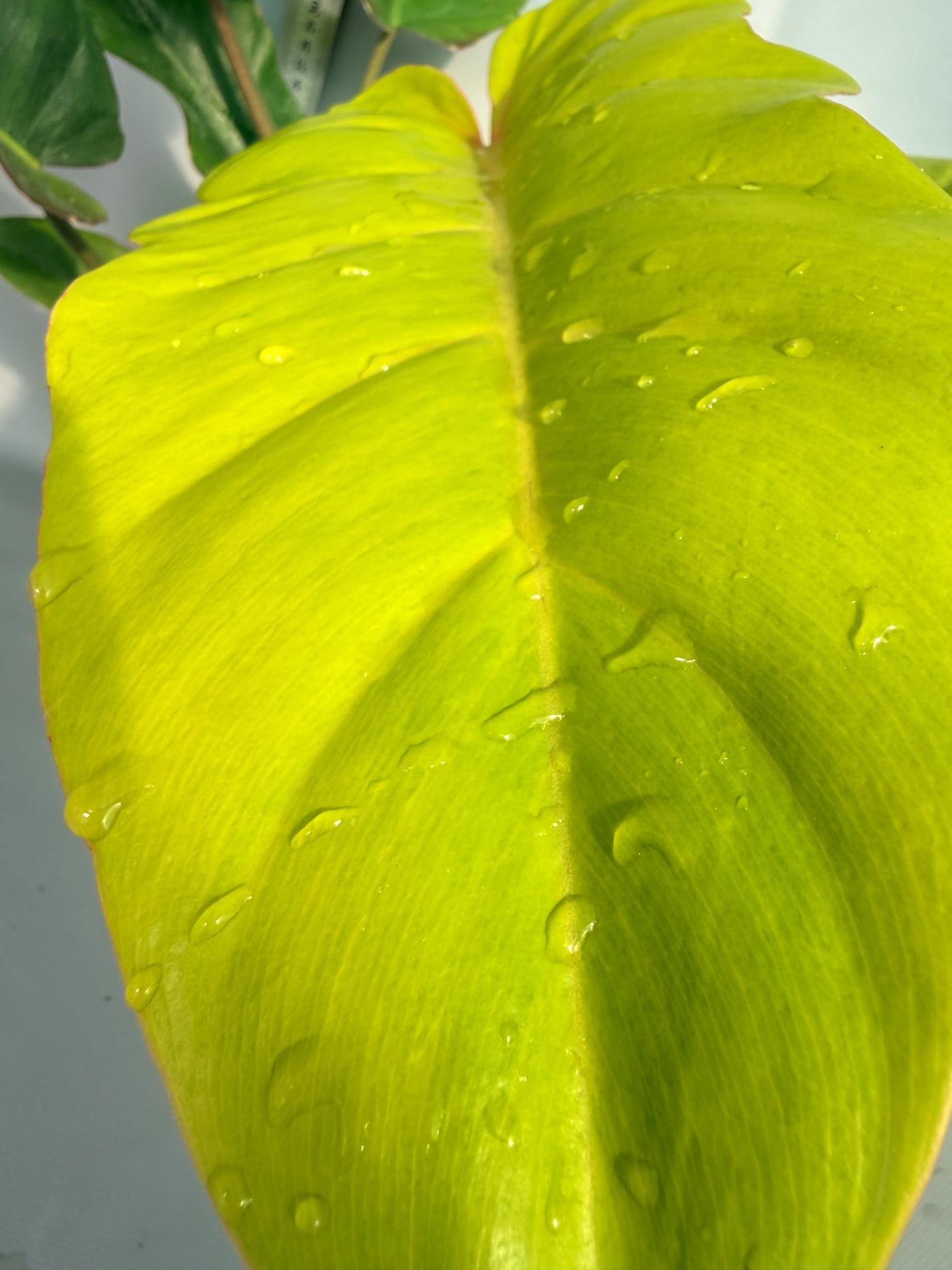 Philodendron Jungle Fever Variegata  2