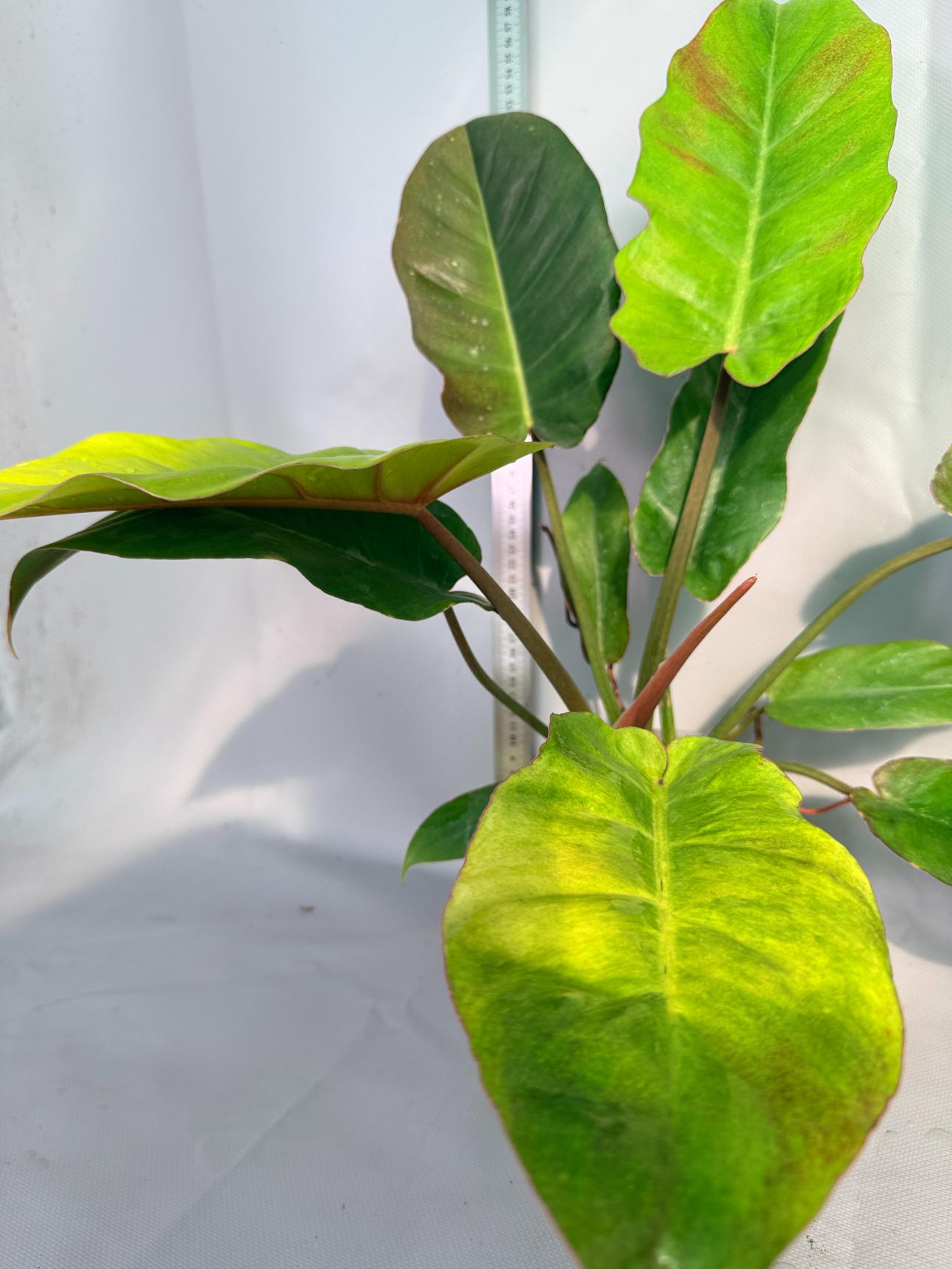 Philodendron Jungle Fever Variegata  3