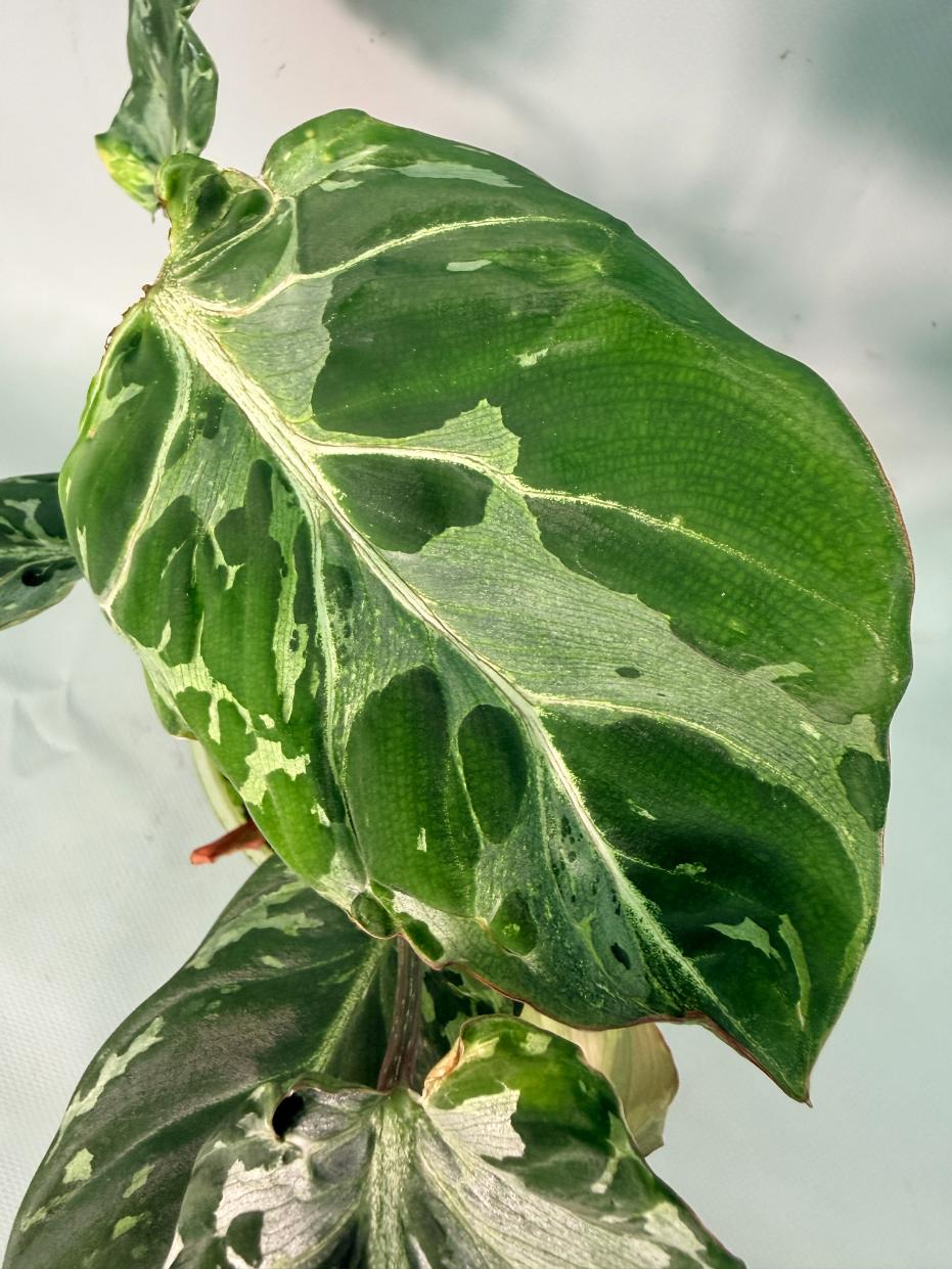 Philodendron Gloriosum Variegata 06