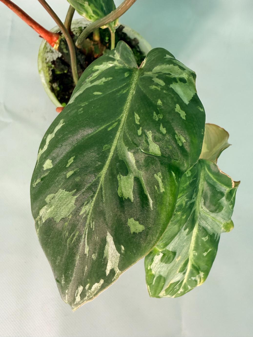 Philodendron Gloriosum Variegata 07