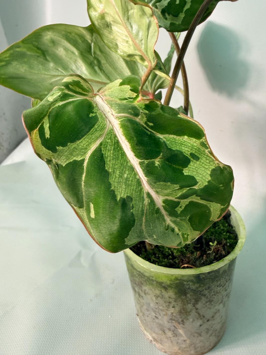 Philodendron Gloriosum Variegata 08