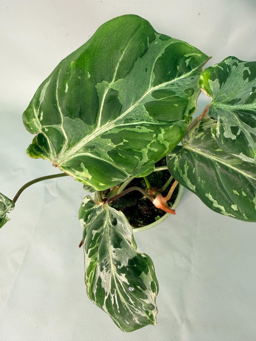 Philodendron Gloriosum Variegata 09