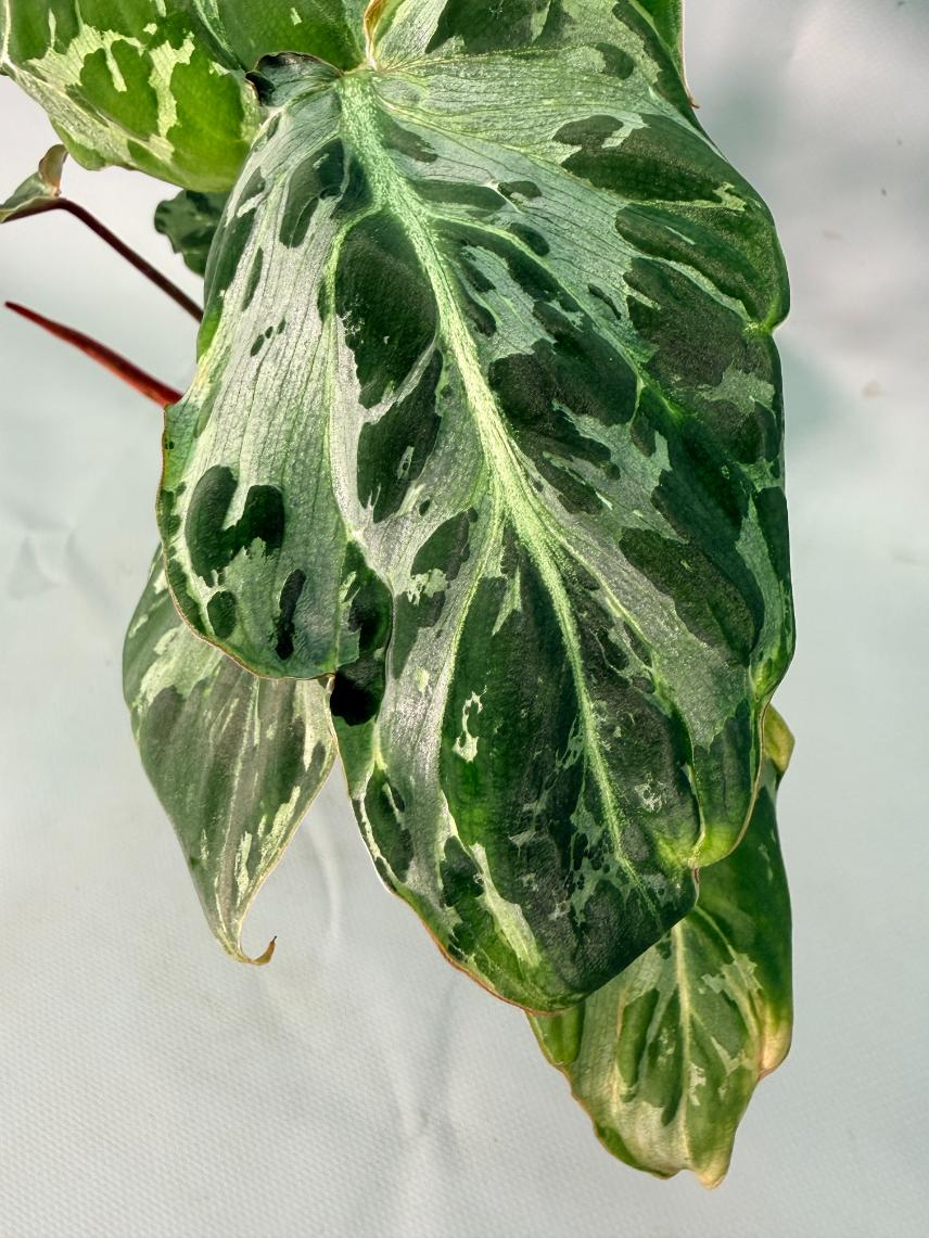 Philodendron Gloriosum Variegata 10