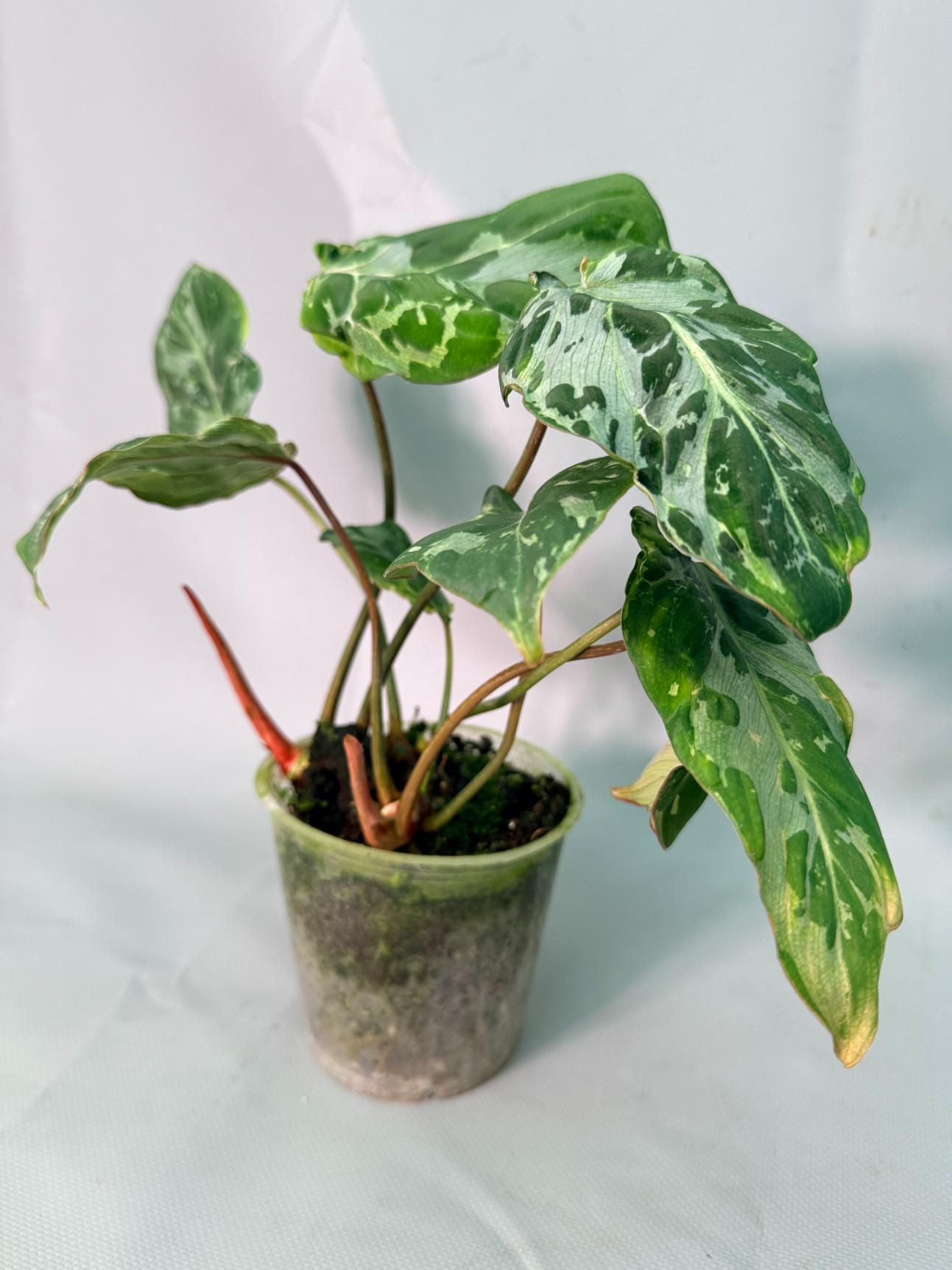 Philodendron Gloriosum Variegata 03