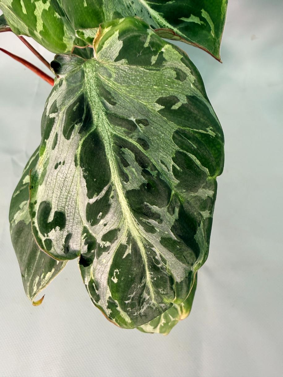 Philodendron Gloriosum Variegata 05