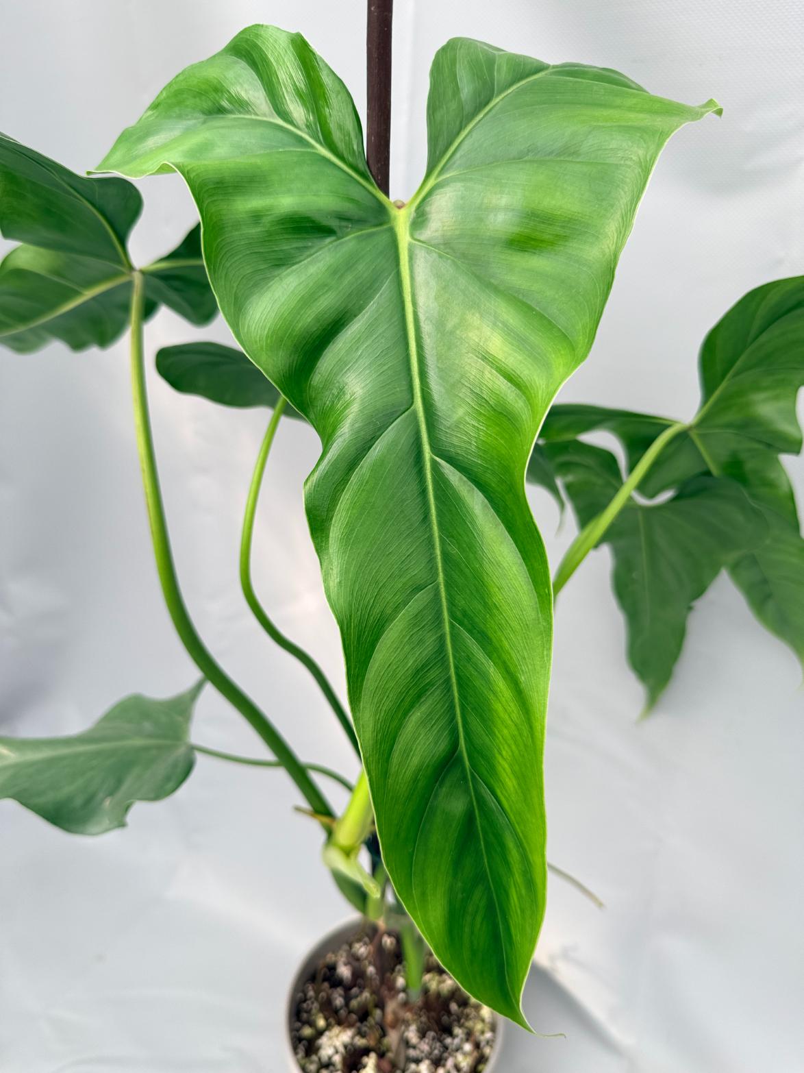Philodendron mexicanum XL