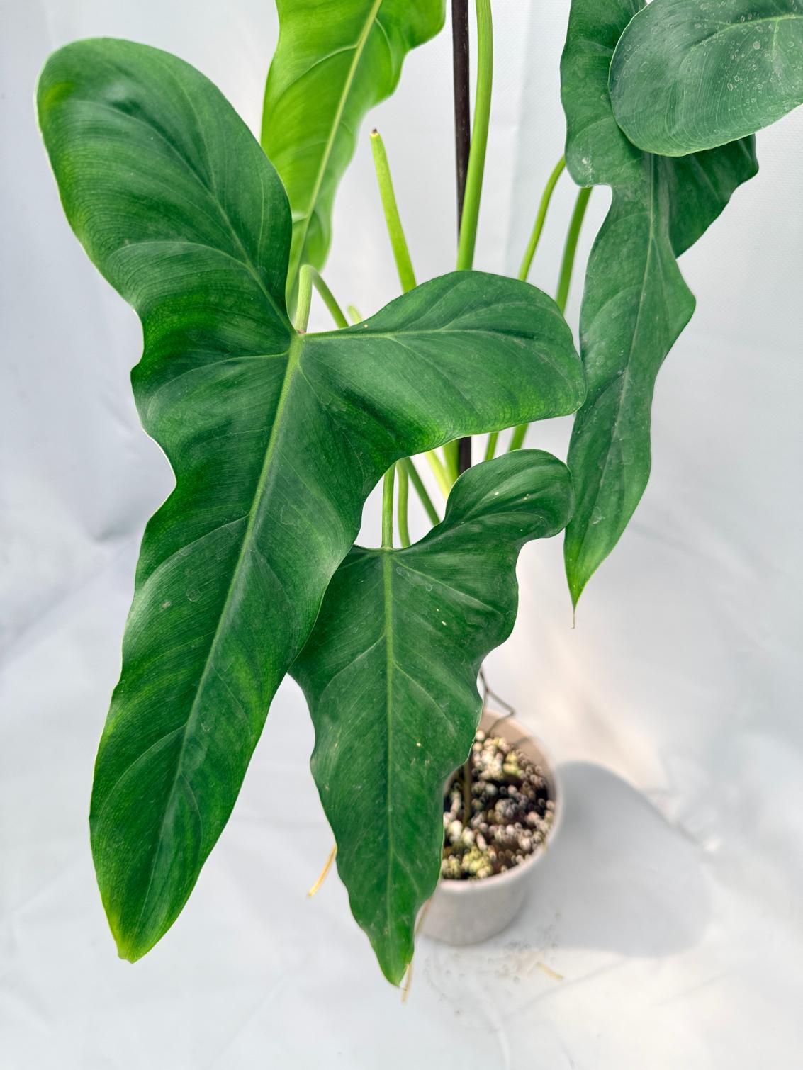 Philodendron mexicanum XL