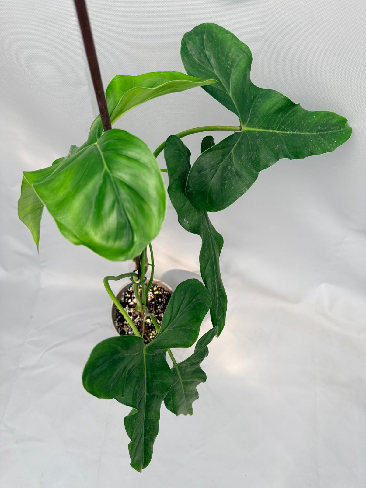 Philodendron mexicanum XL