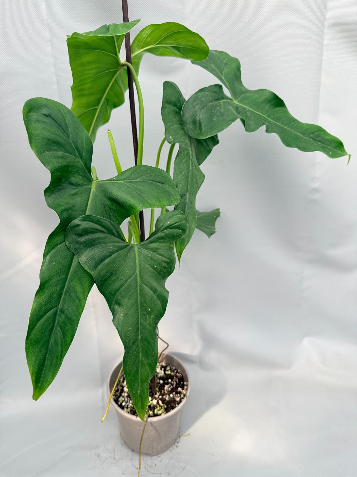 Philodendron mexicanum XL