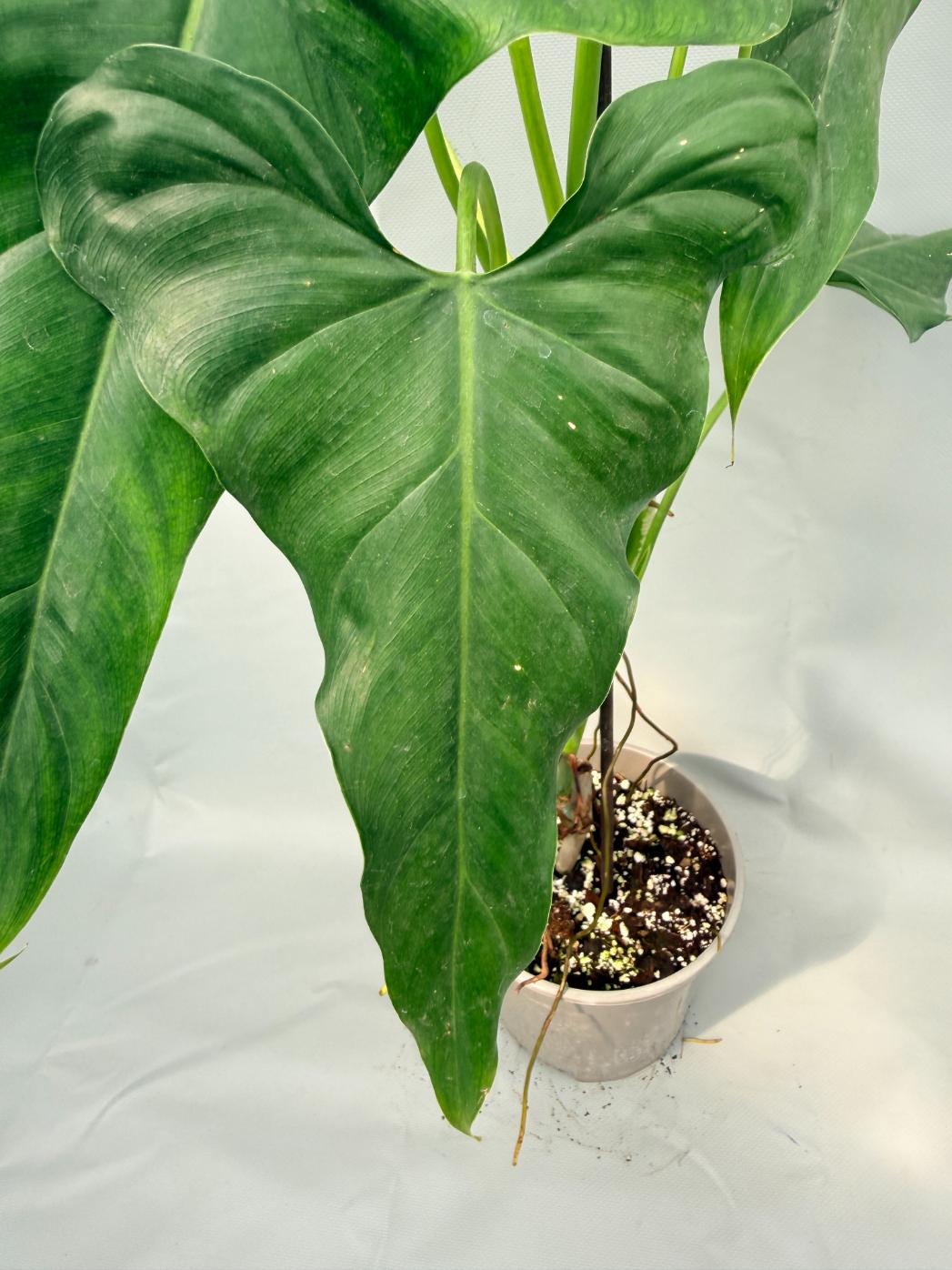 Philodendron mexicanum XL